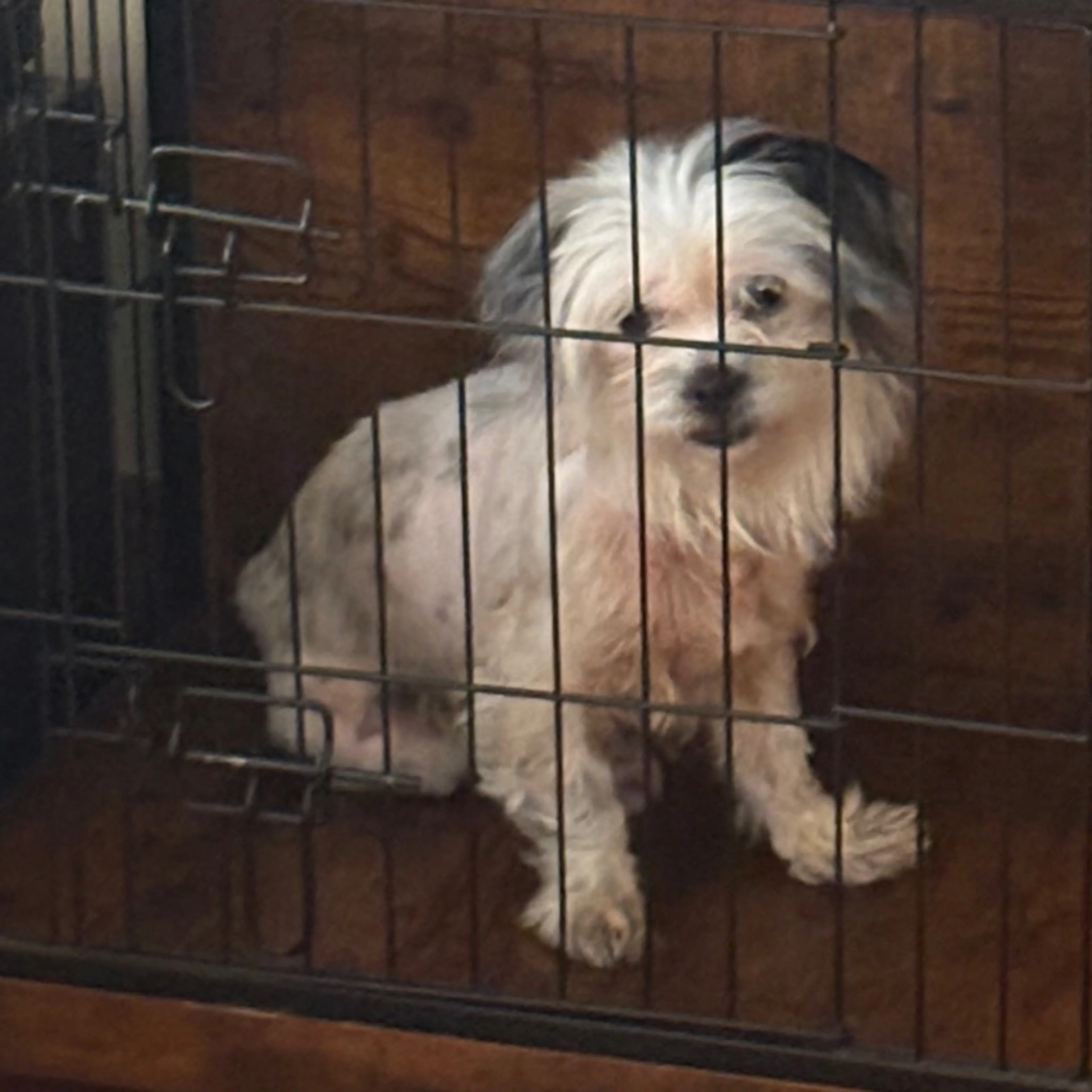 Found pet