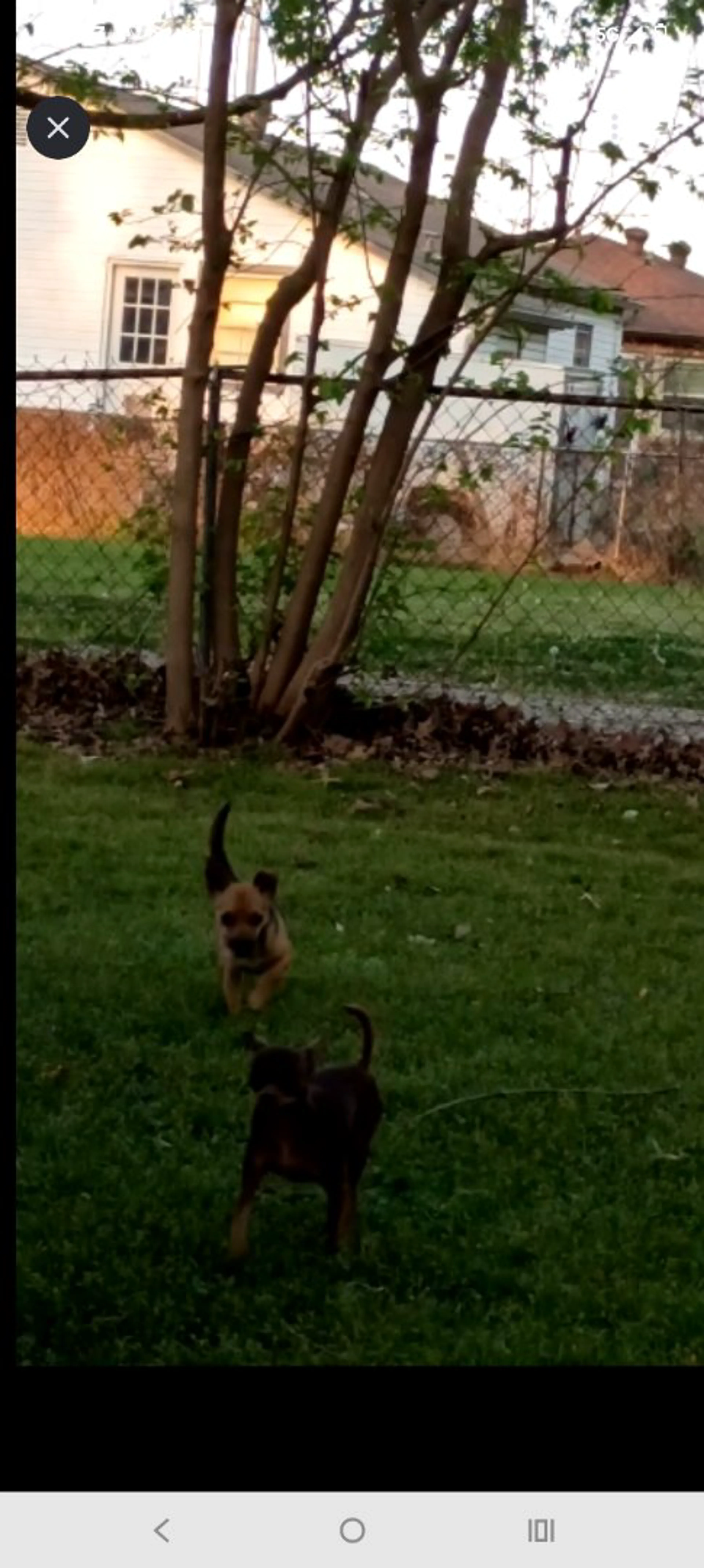 Lost pet-1