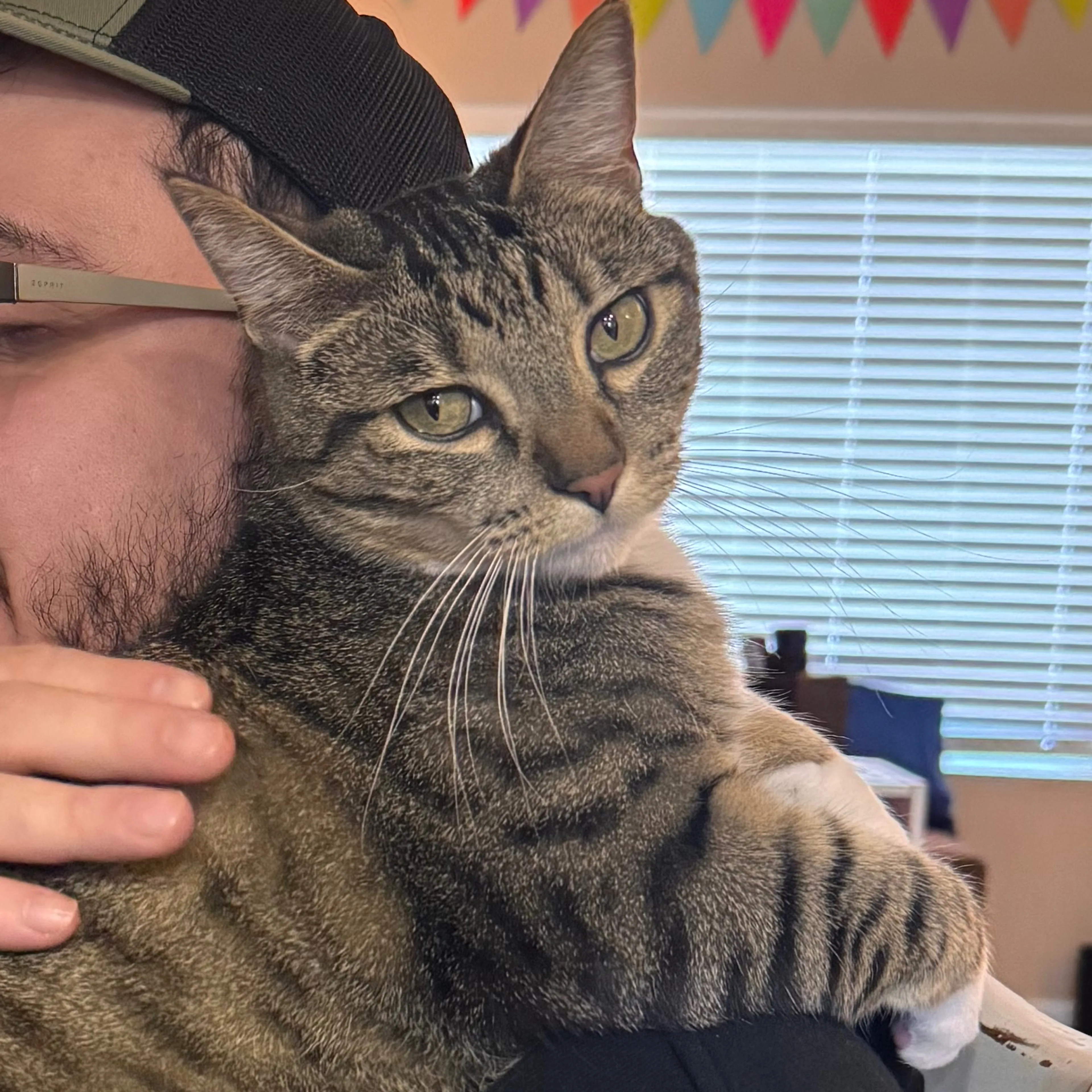 Lost pet-3