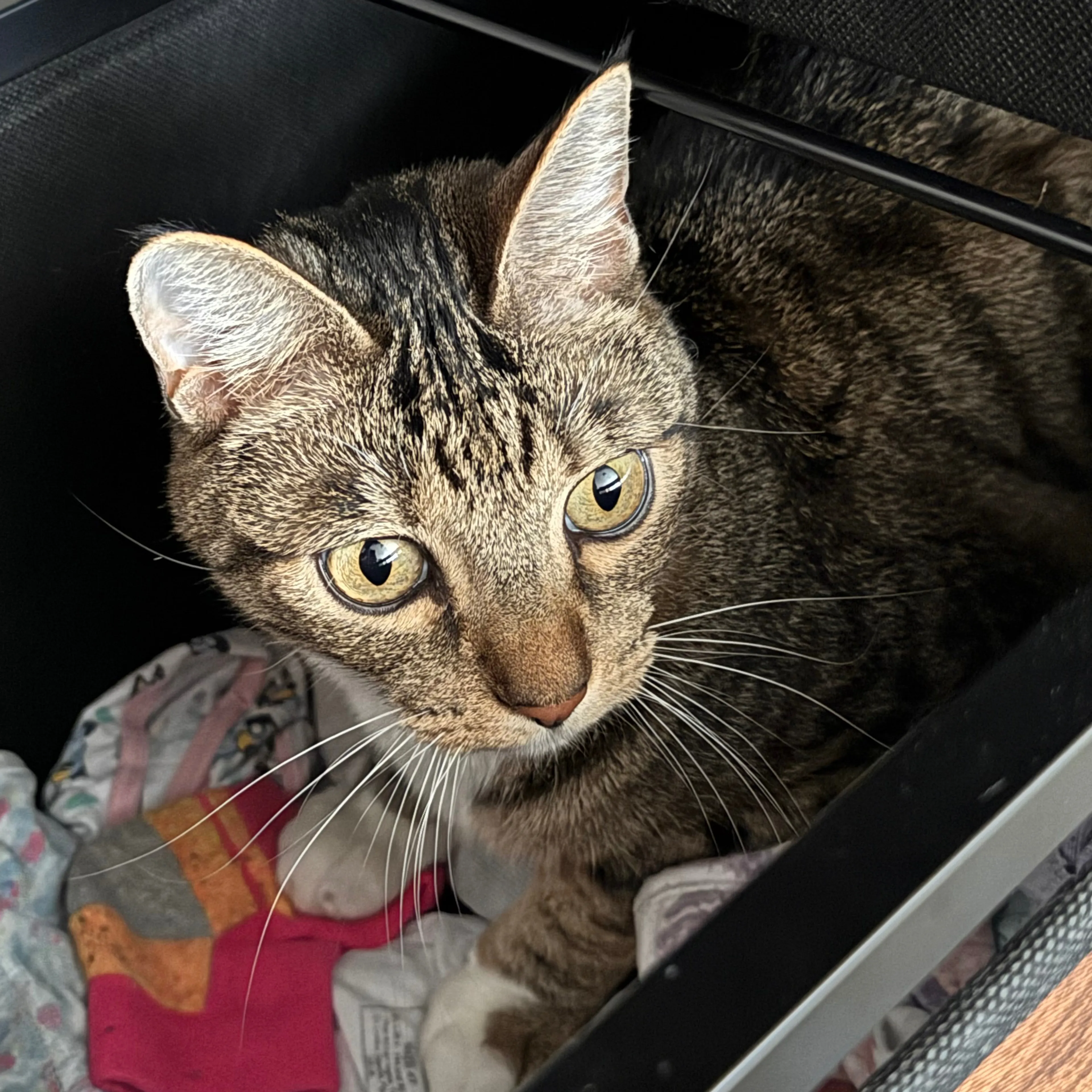 Lost pet-1