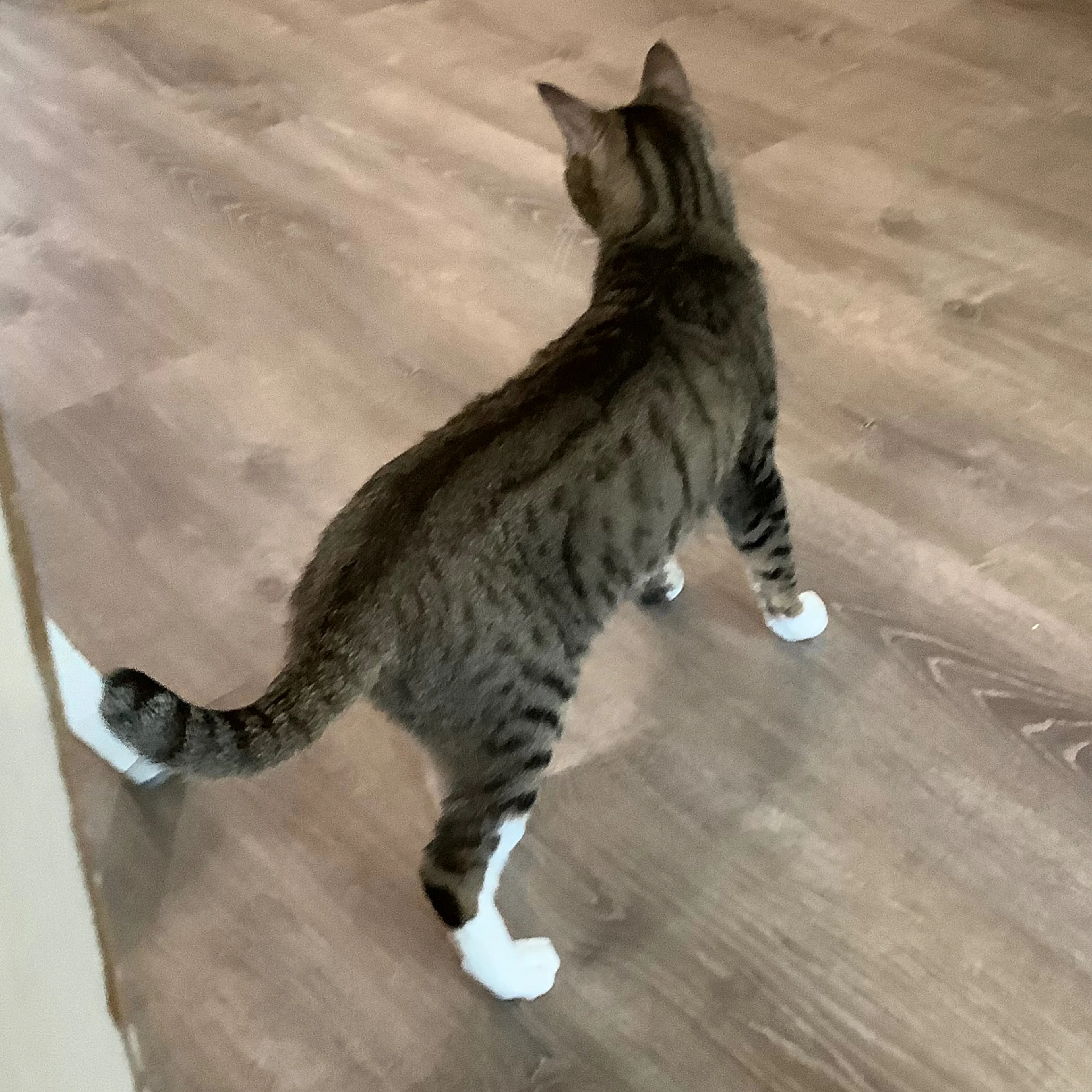 Lost pet-2