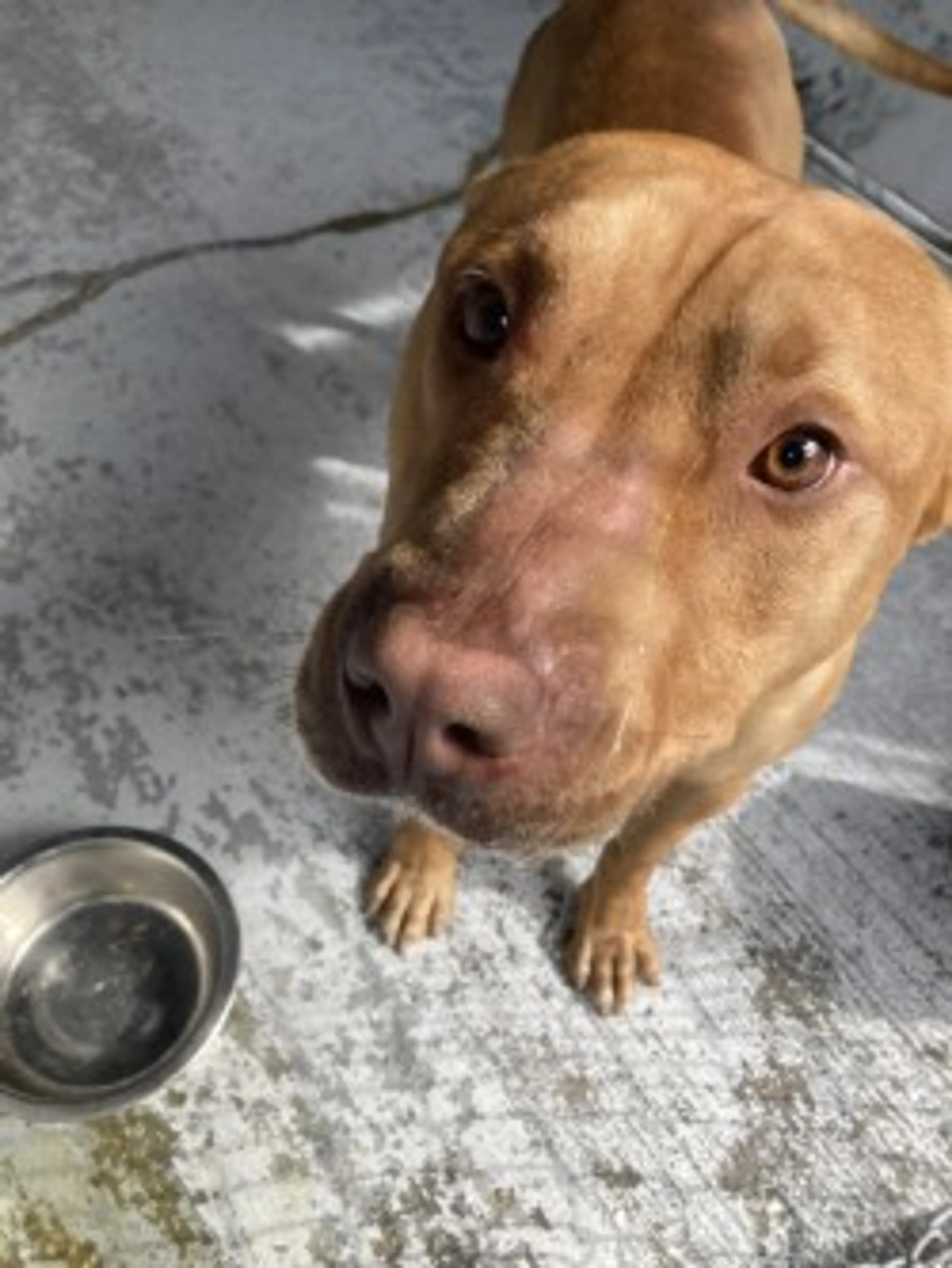 Found pet