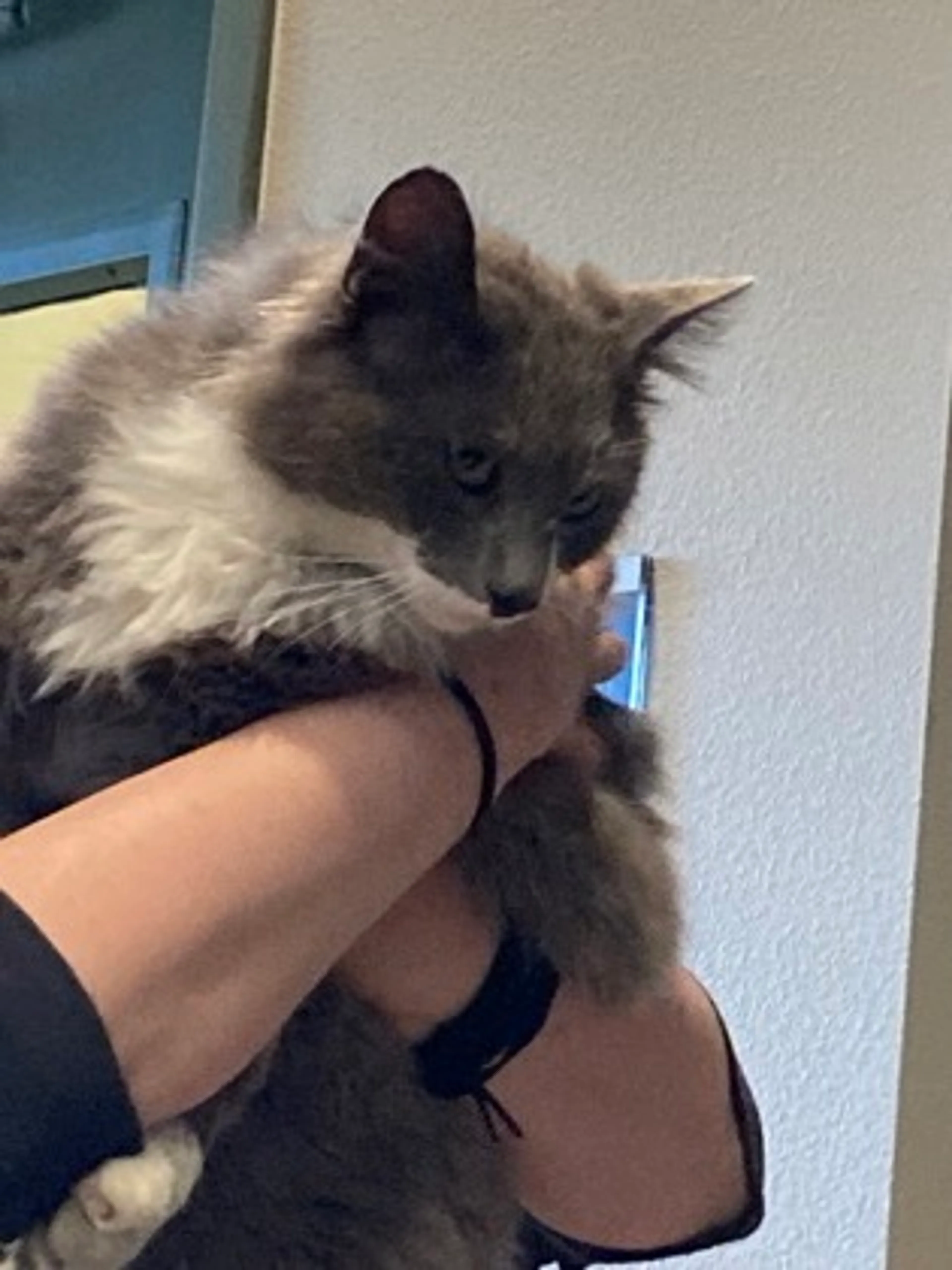 Found pet
