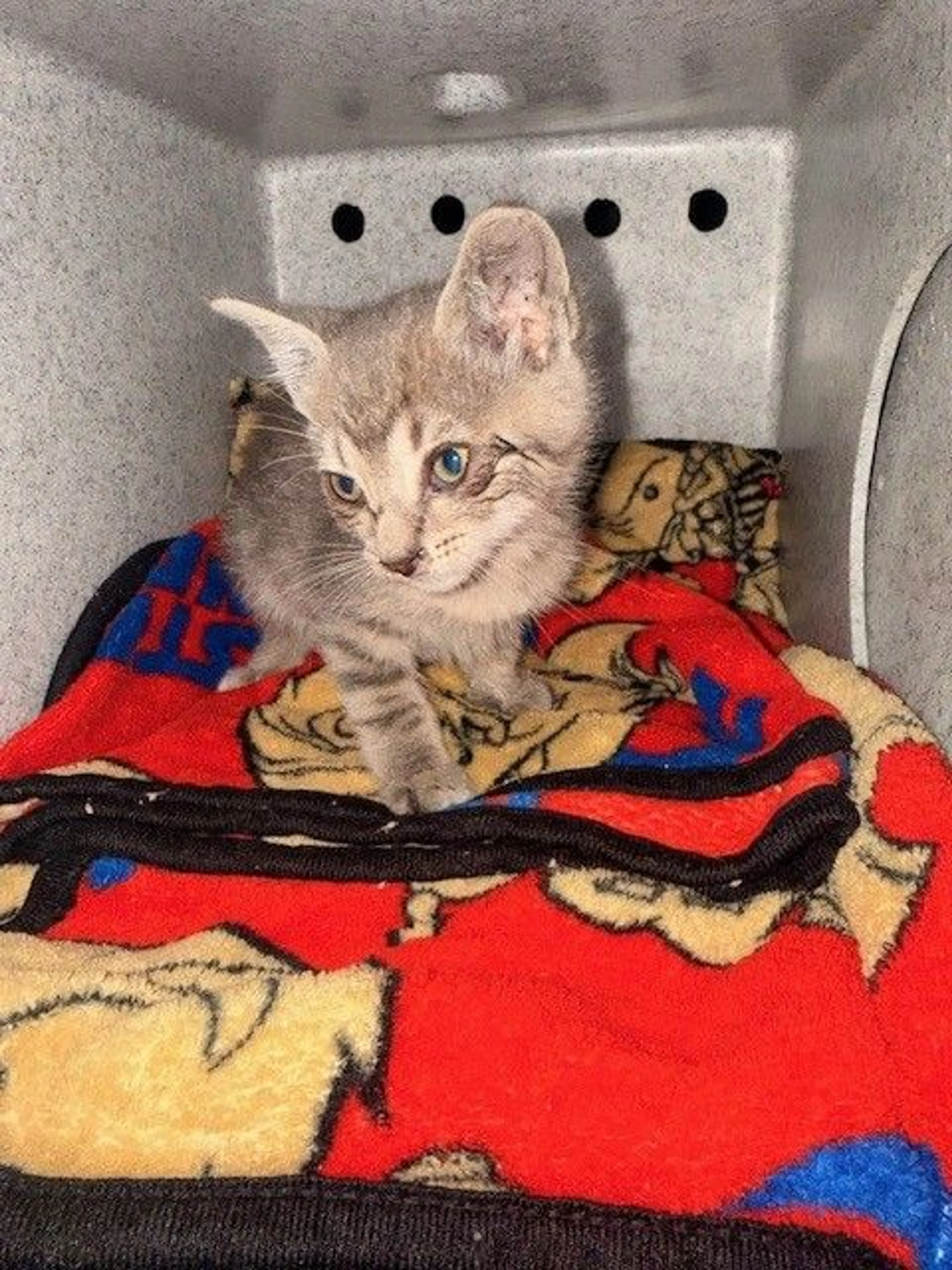 Found pet