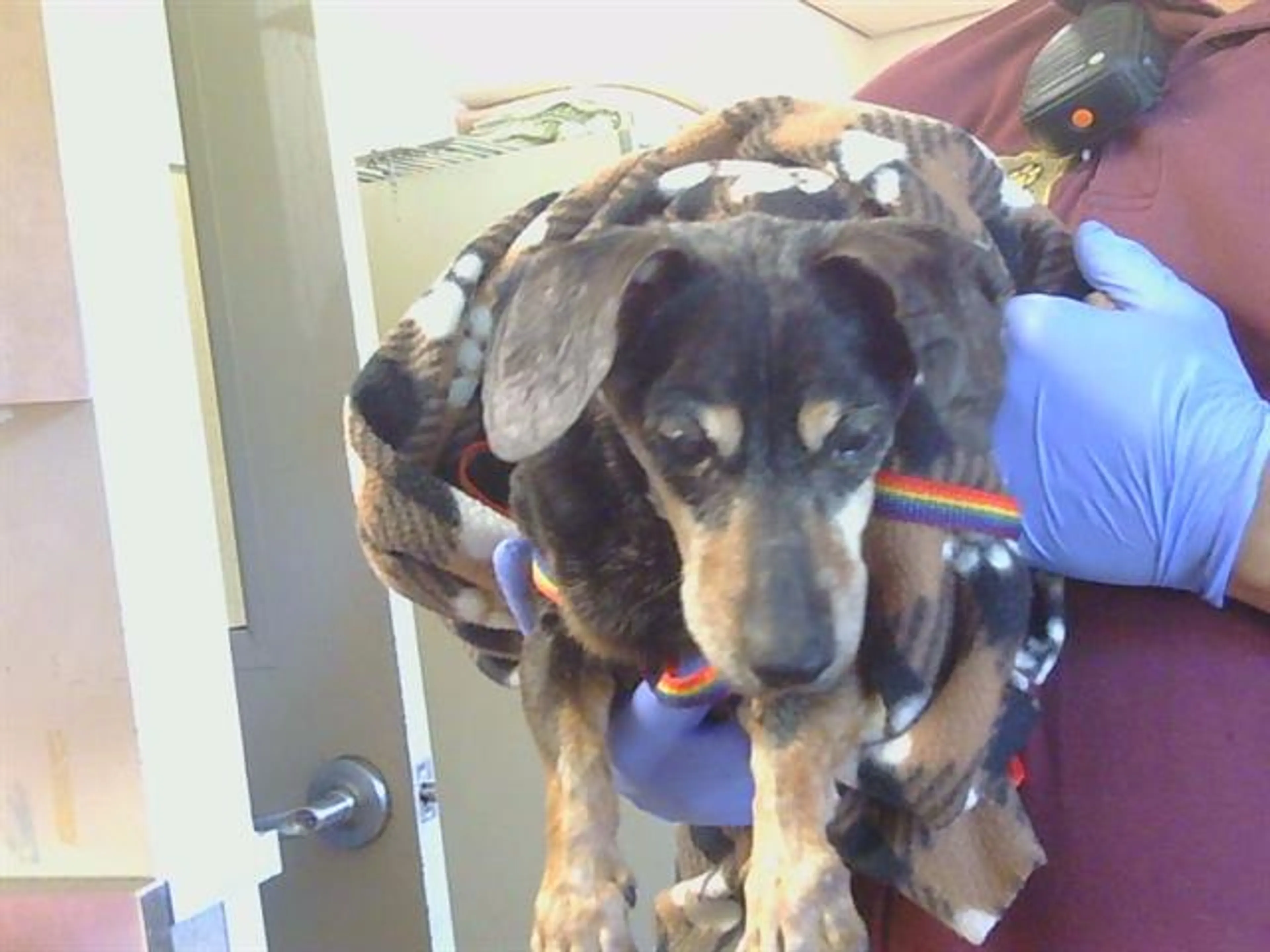 Found pet