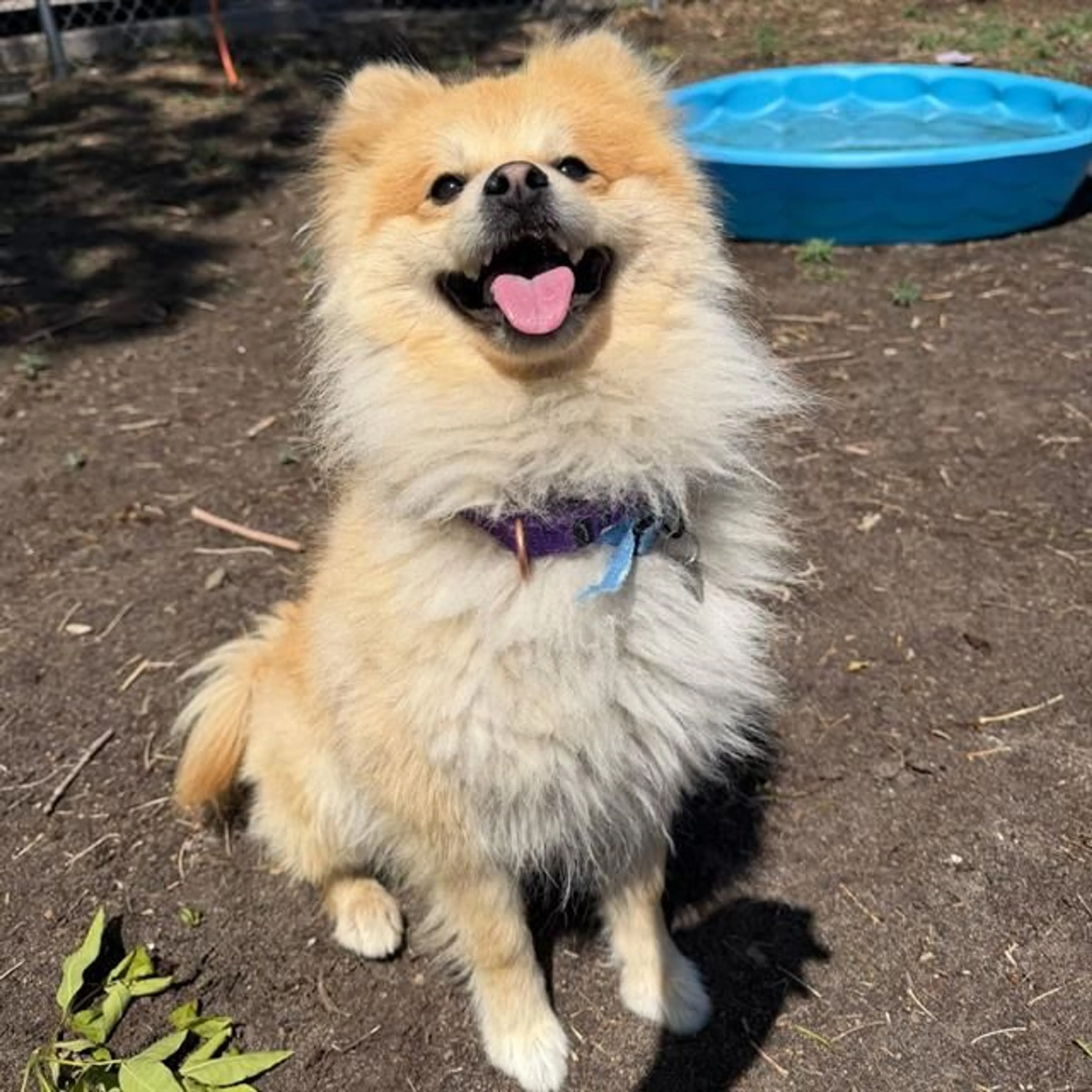 Found pet