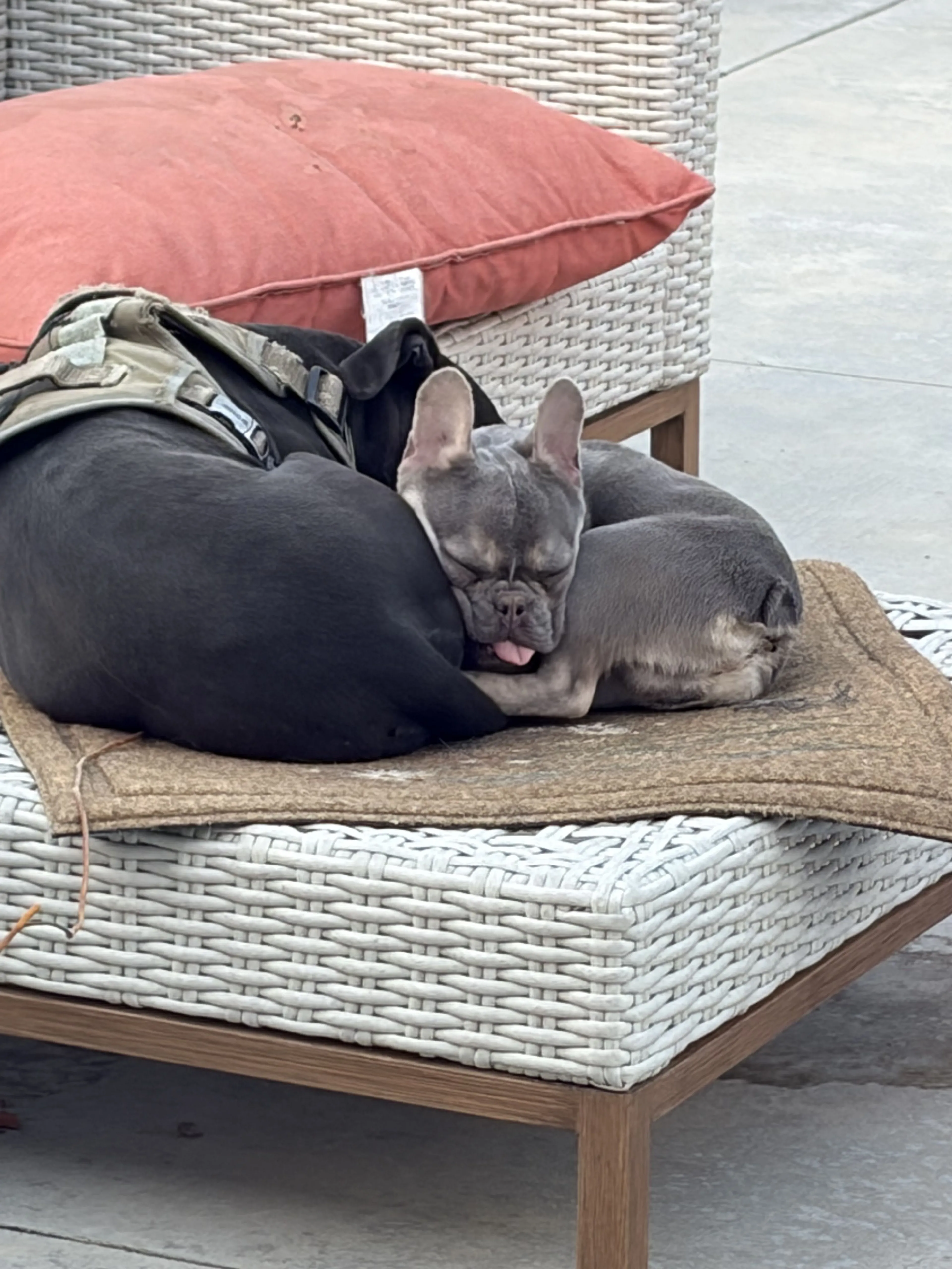 Lost pet-1
