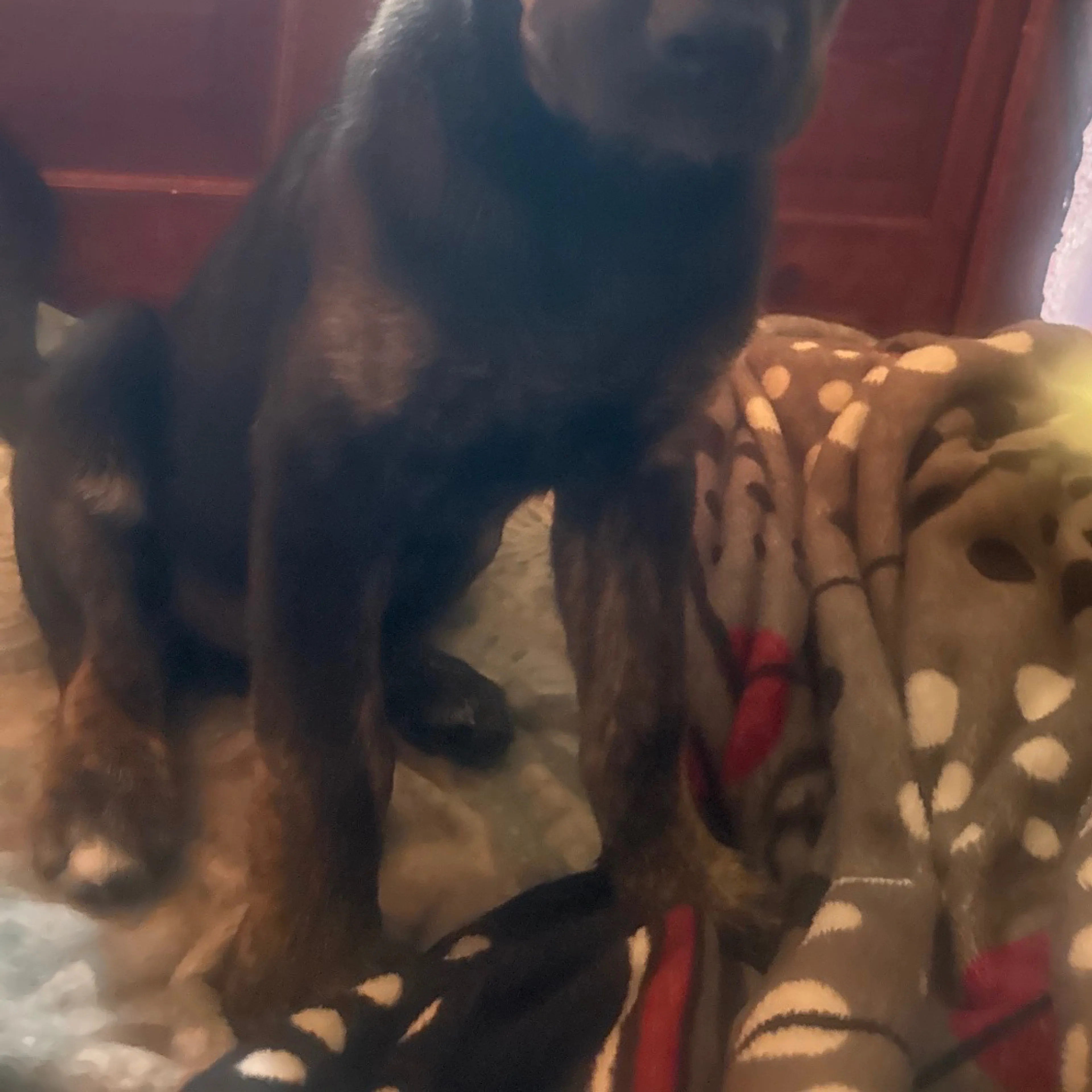Lost pet-3