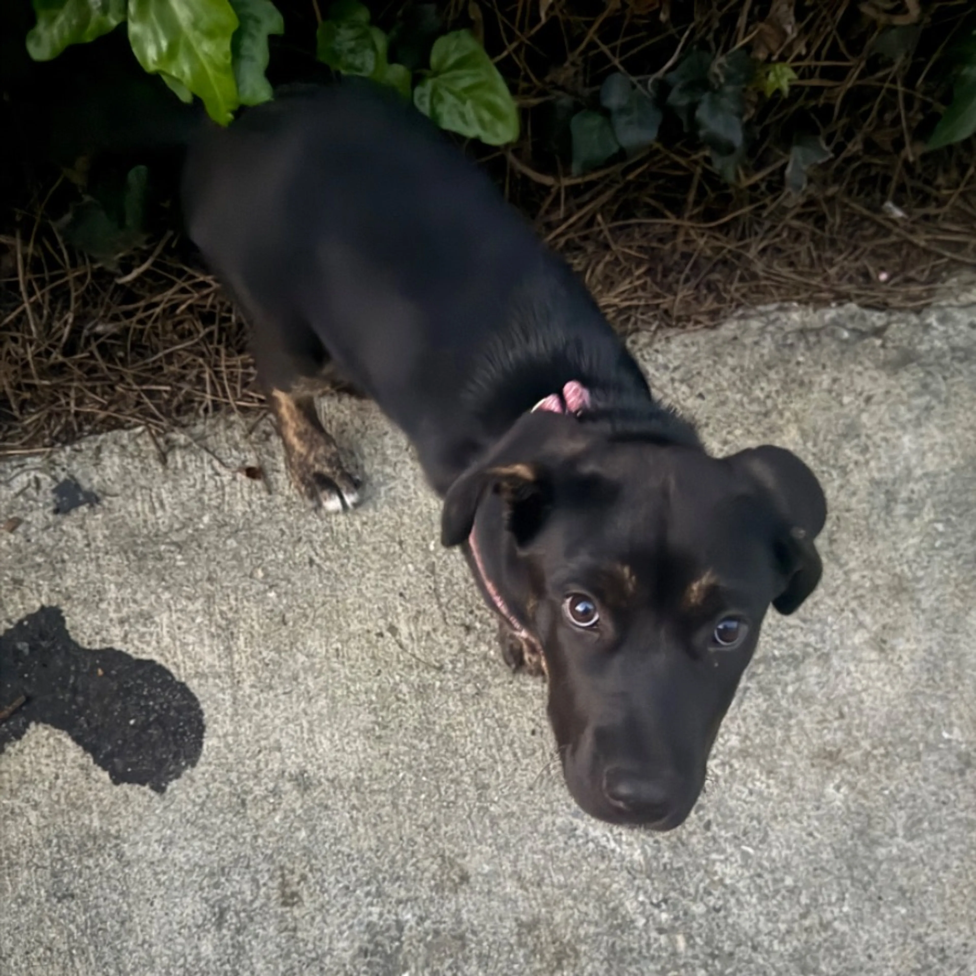 Lost pet-0