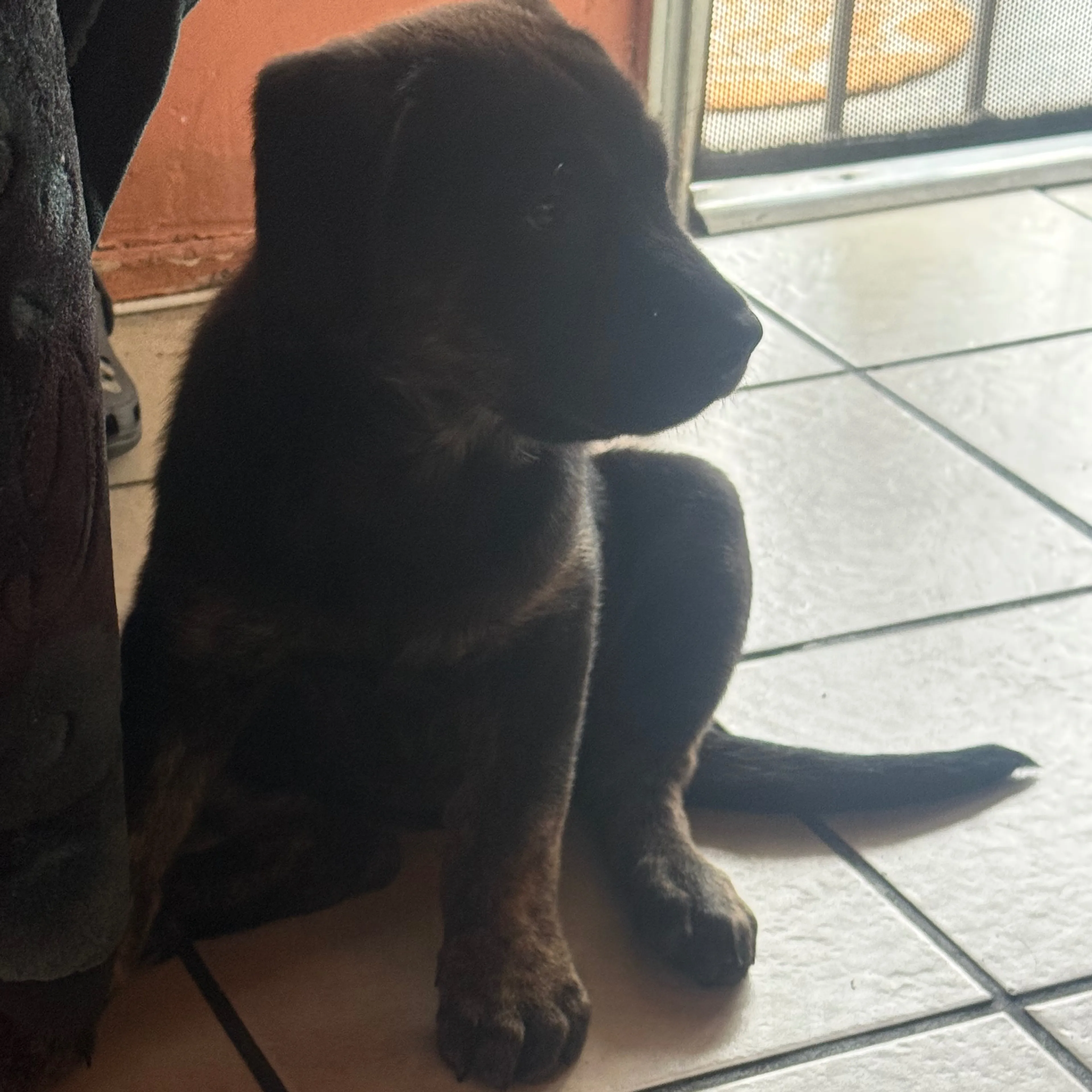 Lost pet-1