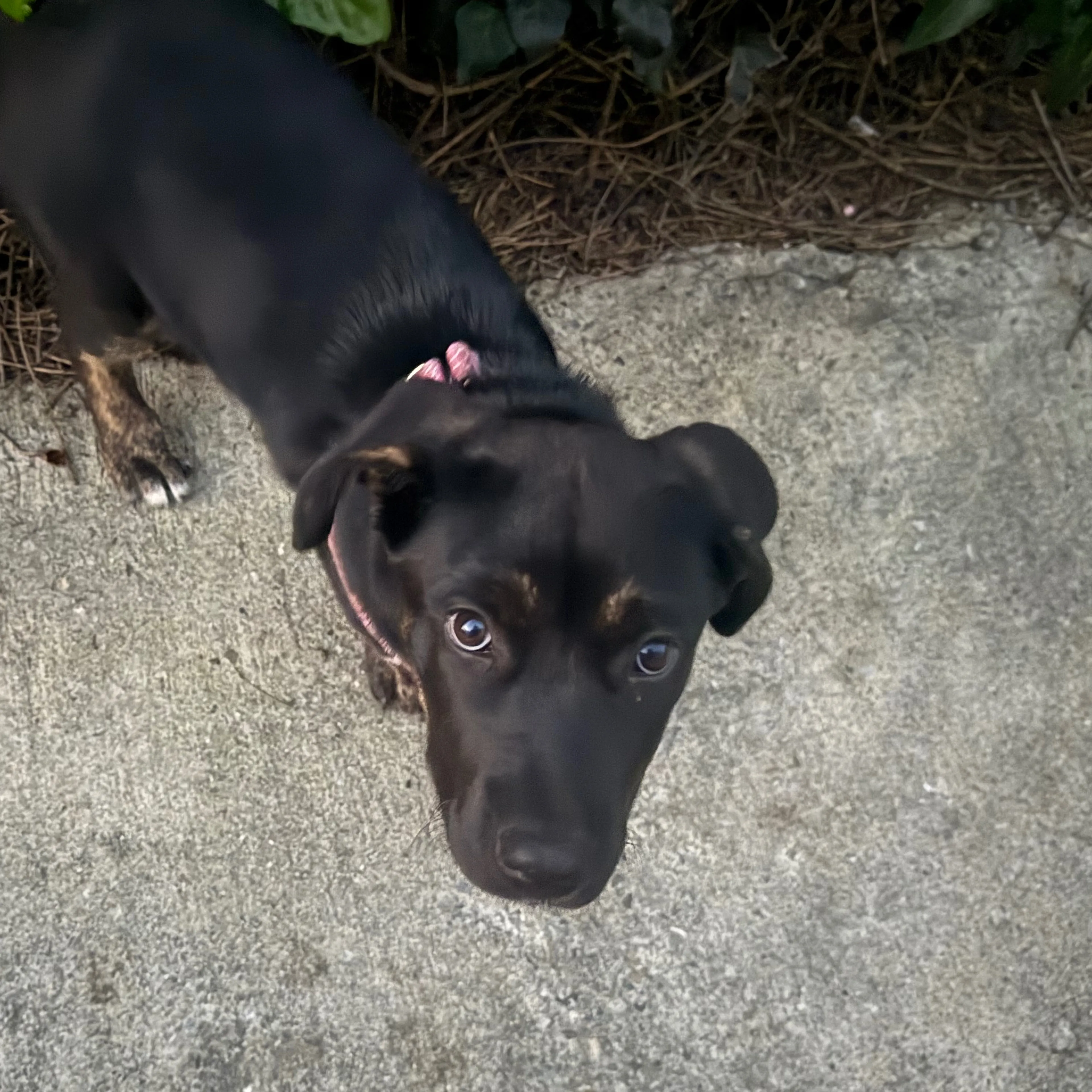 Lost pet-2
