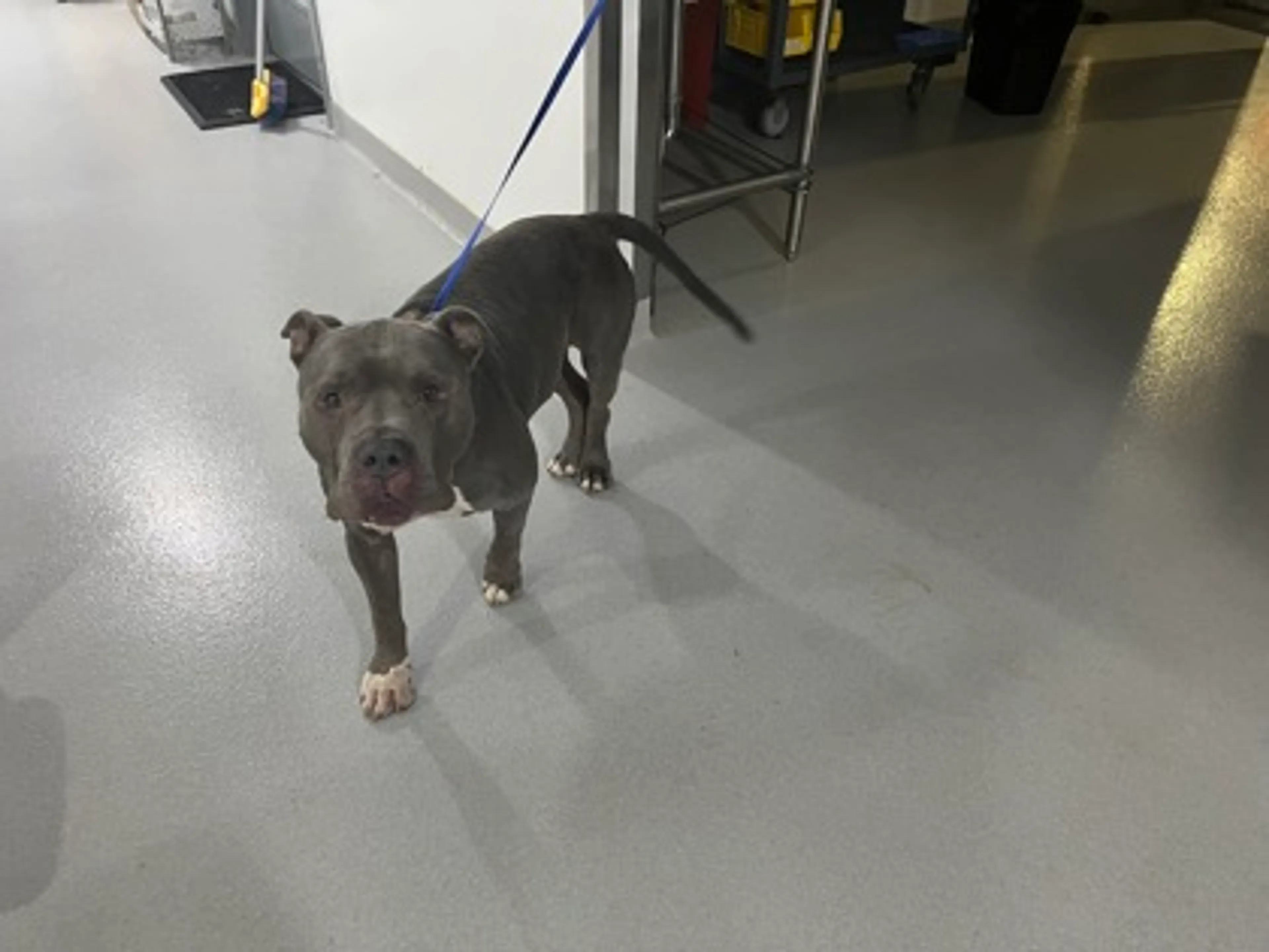 Found pet