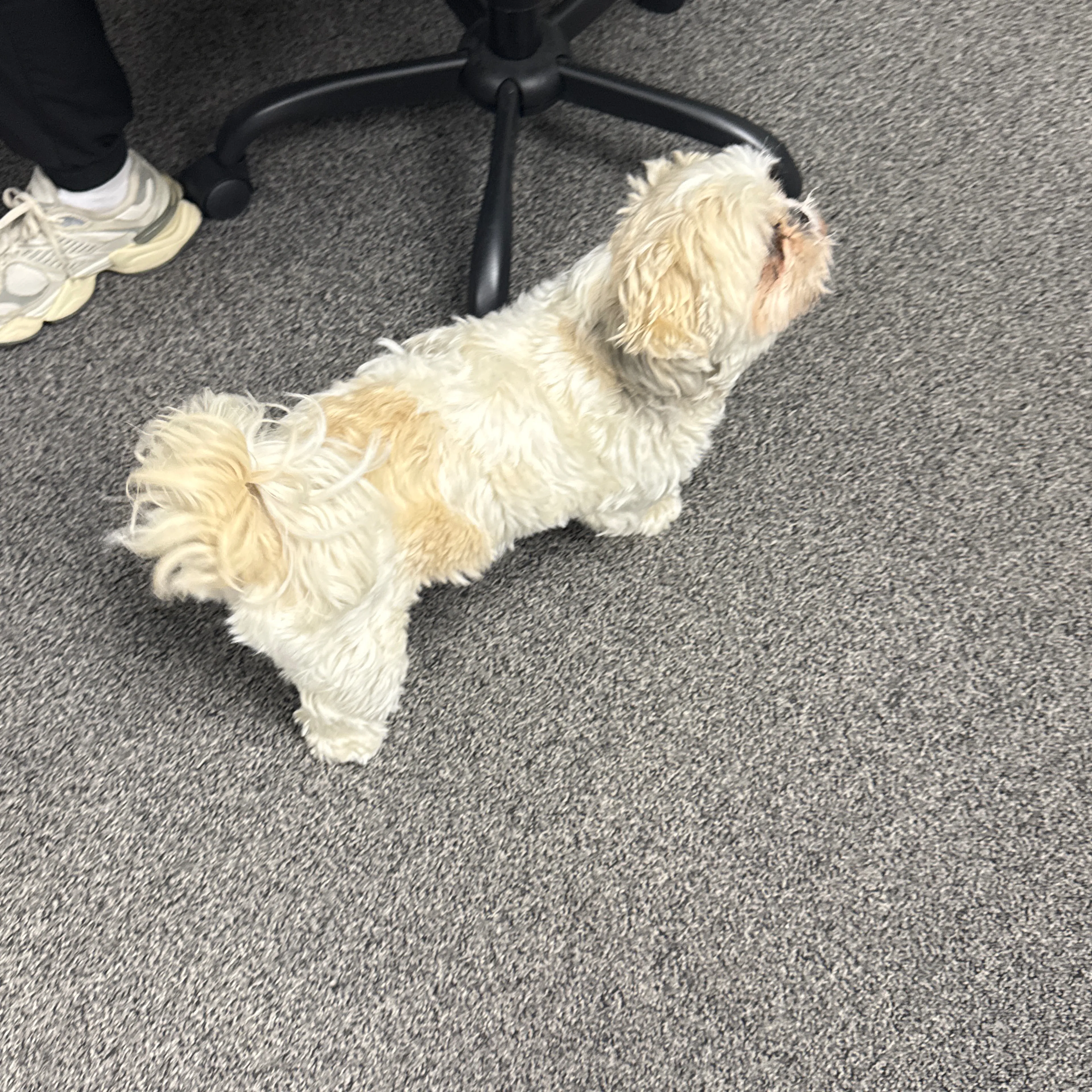 Found pet-1