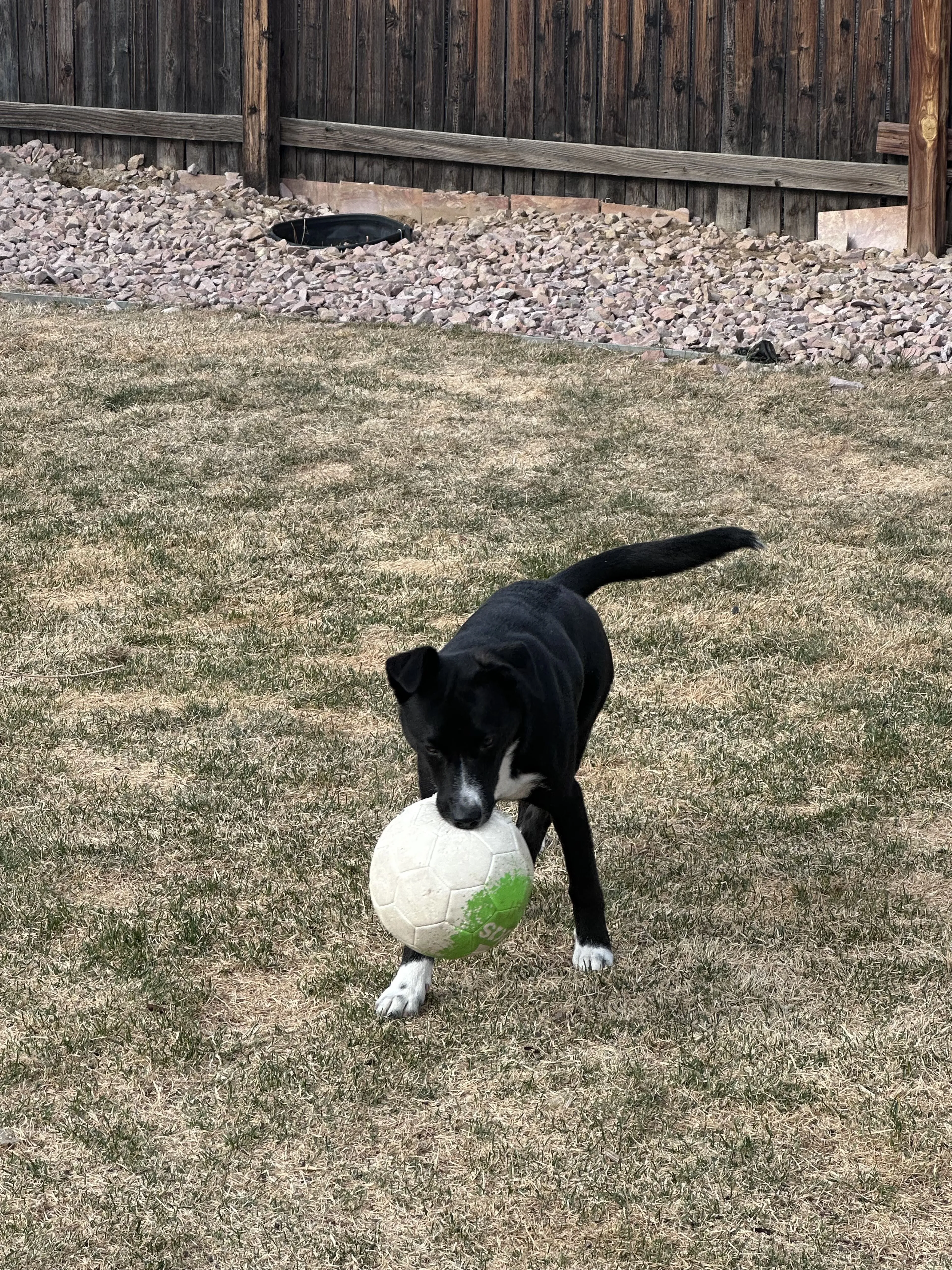 Lost pet-1