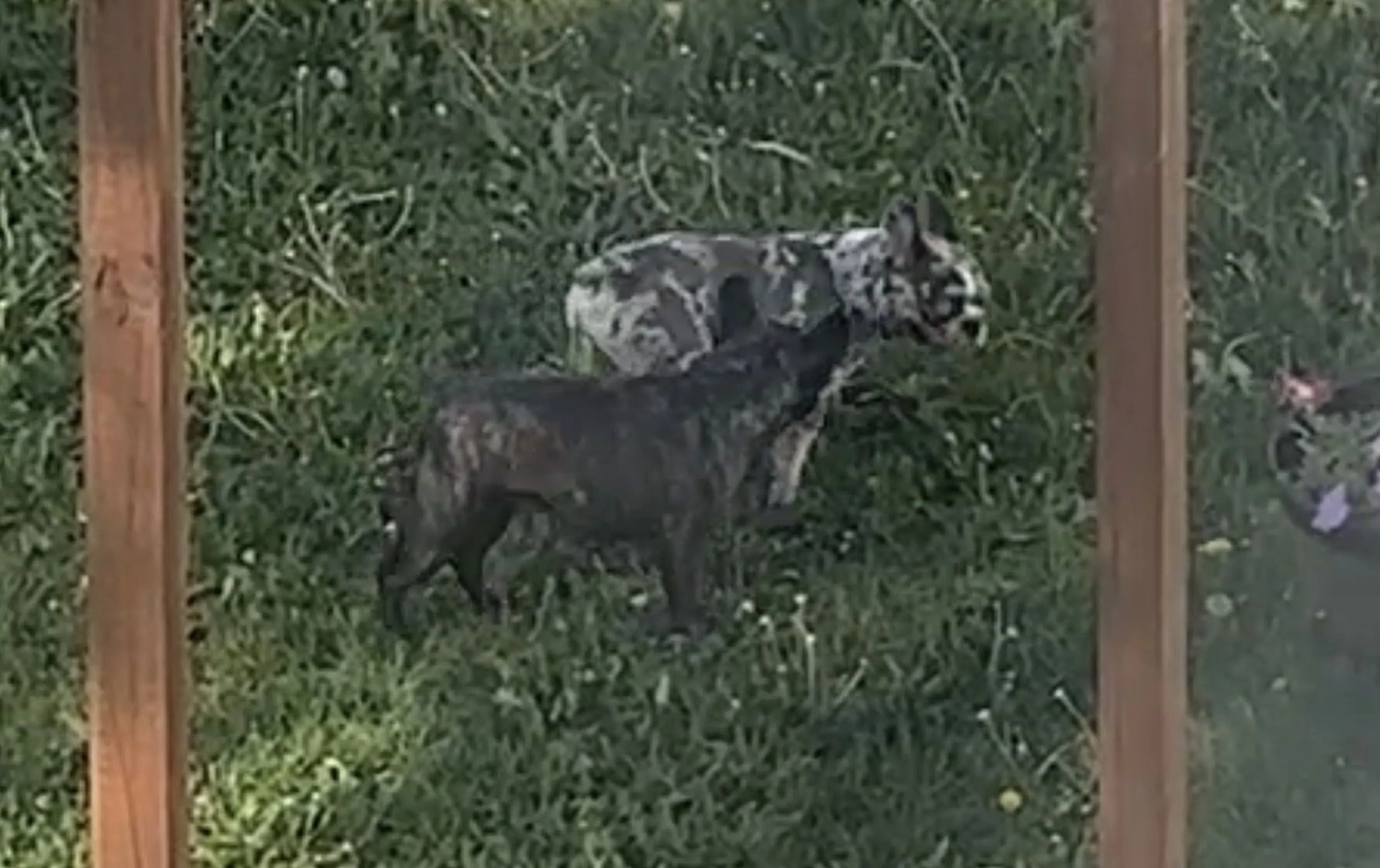 Lost pet