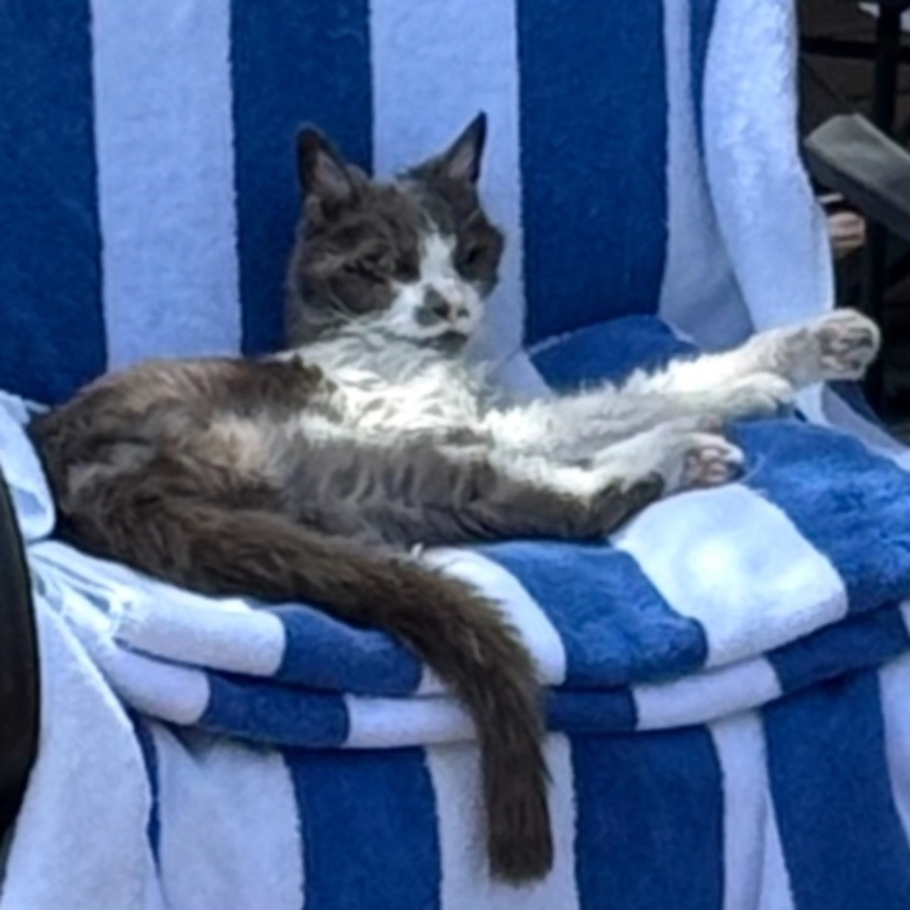Lost pet-0