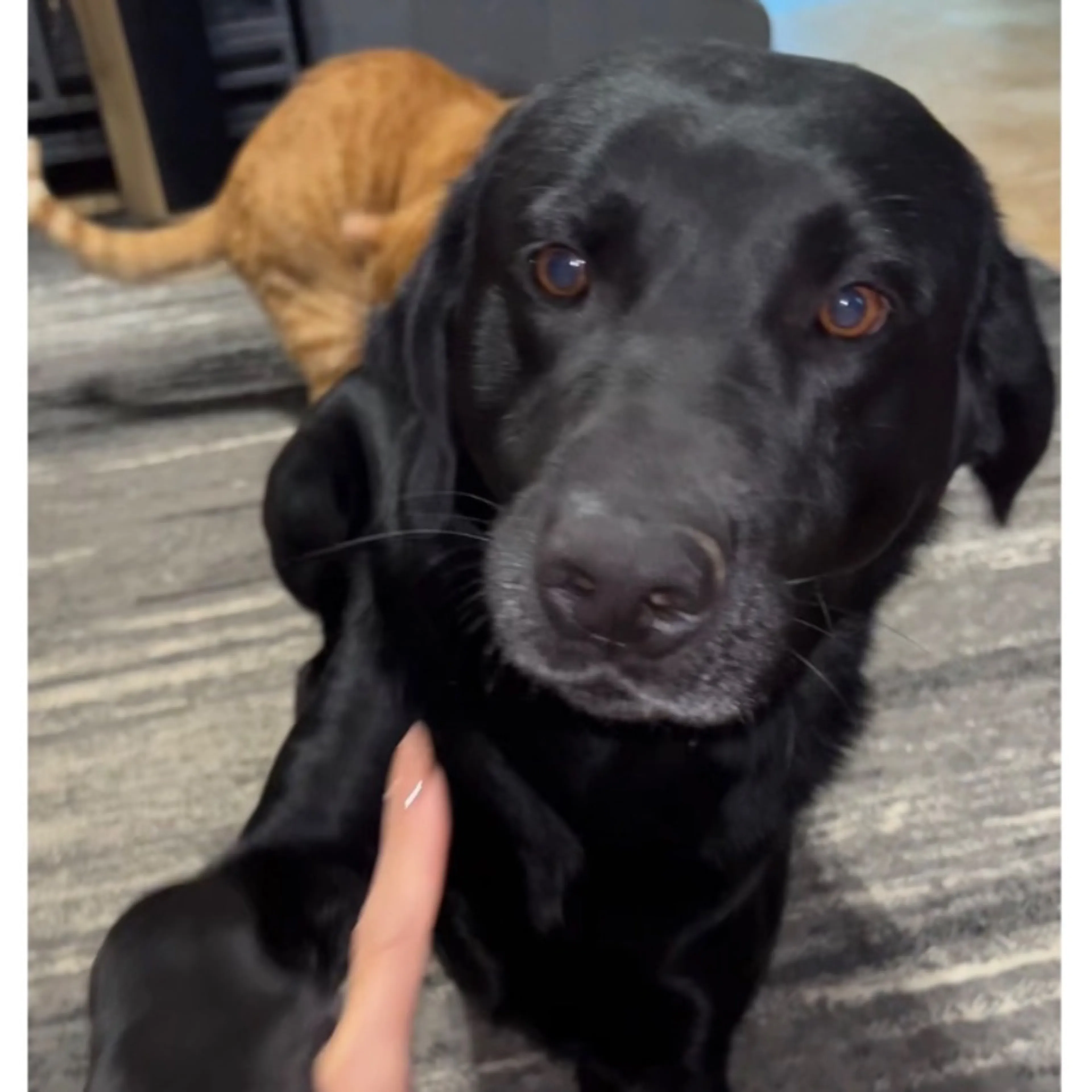 Lost pet
