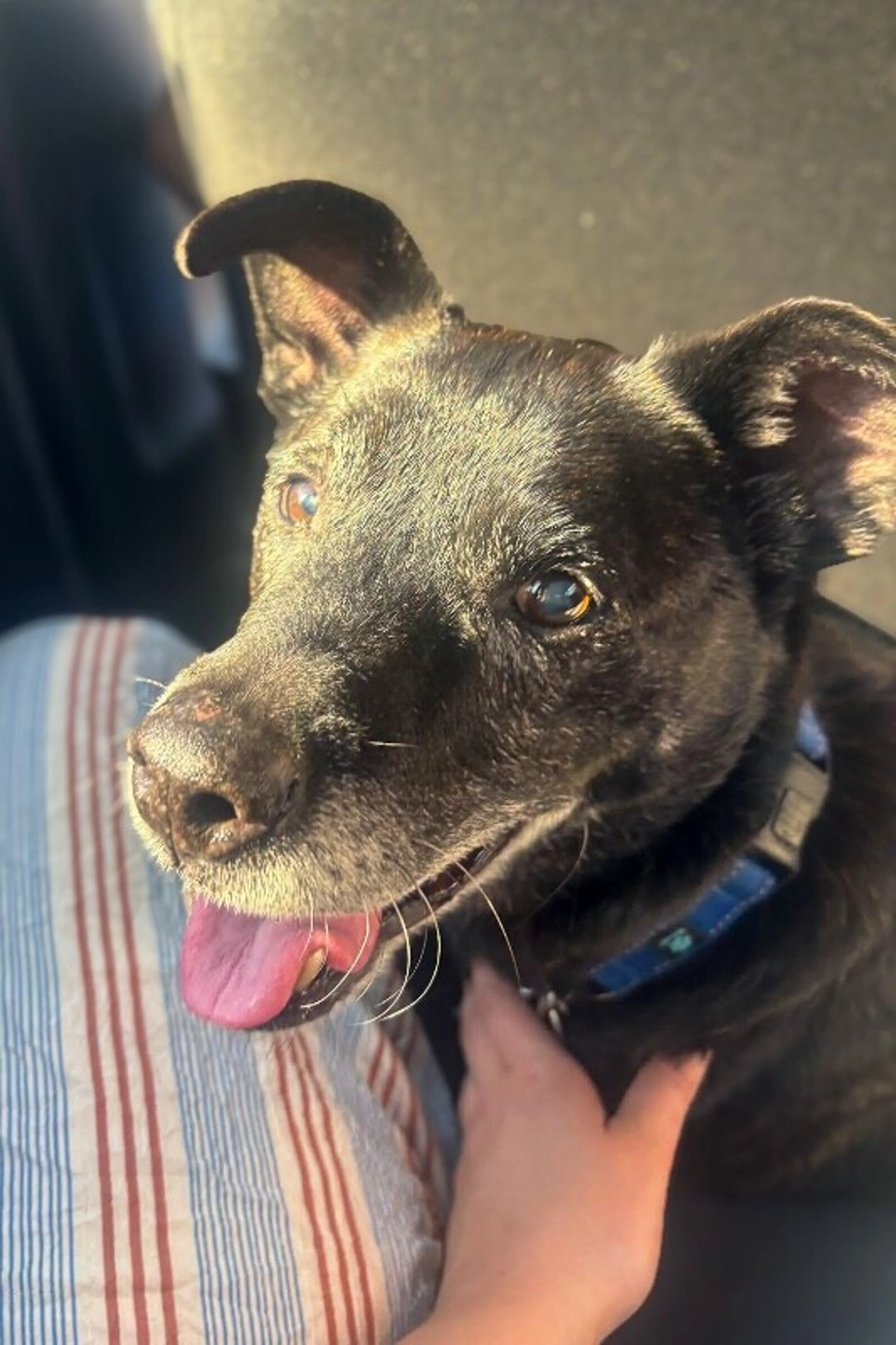 Found pet-5