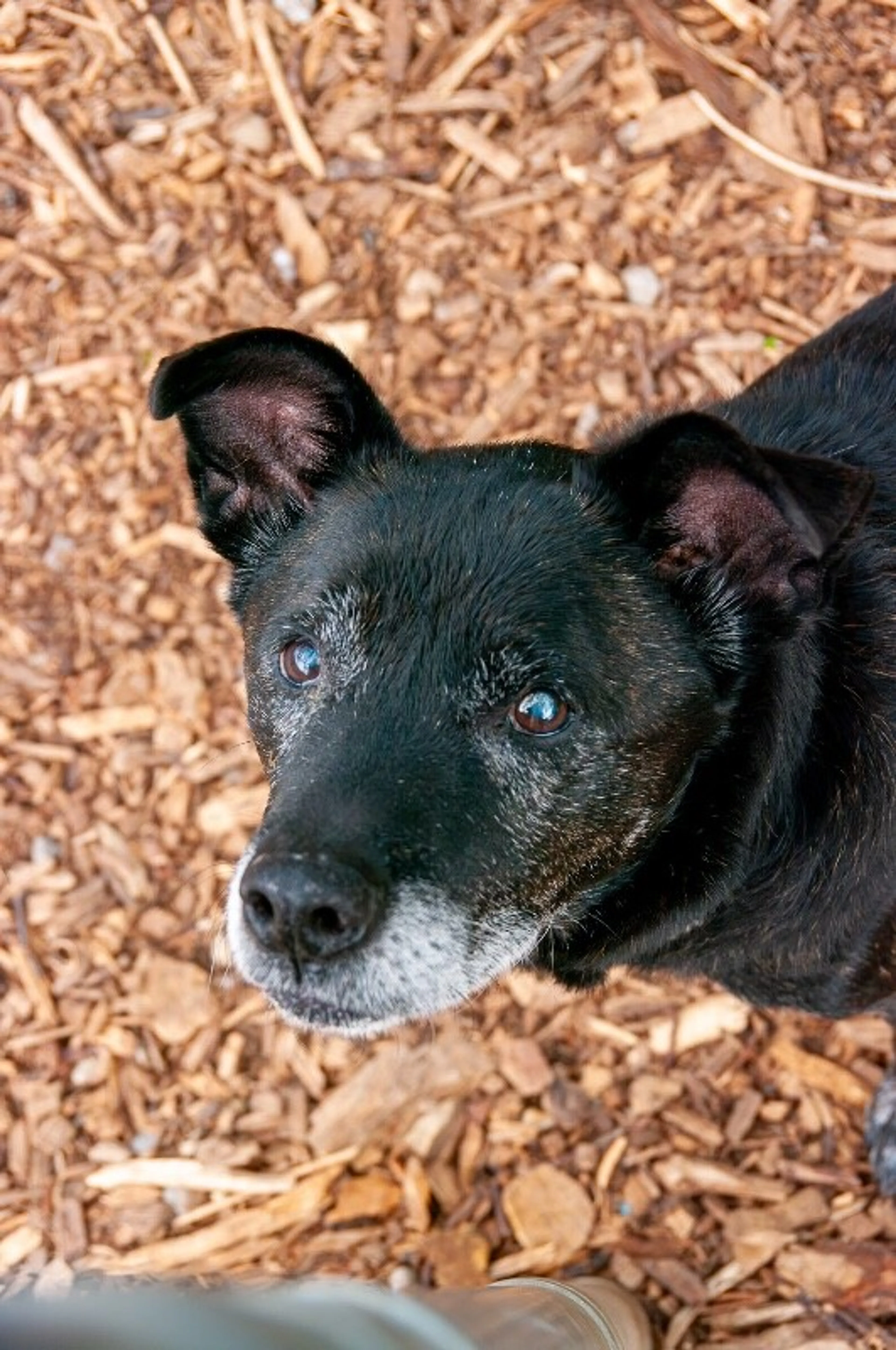 Found pet-8