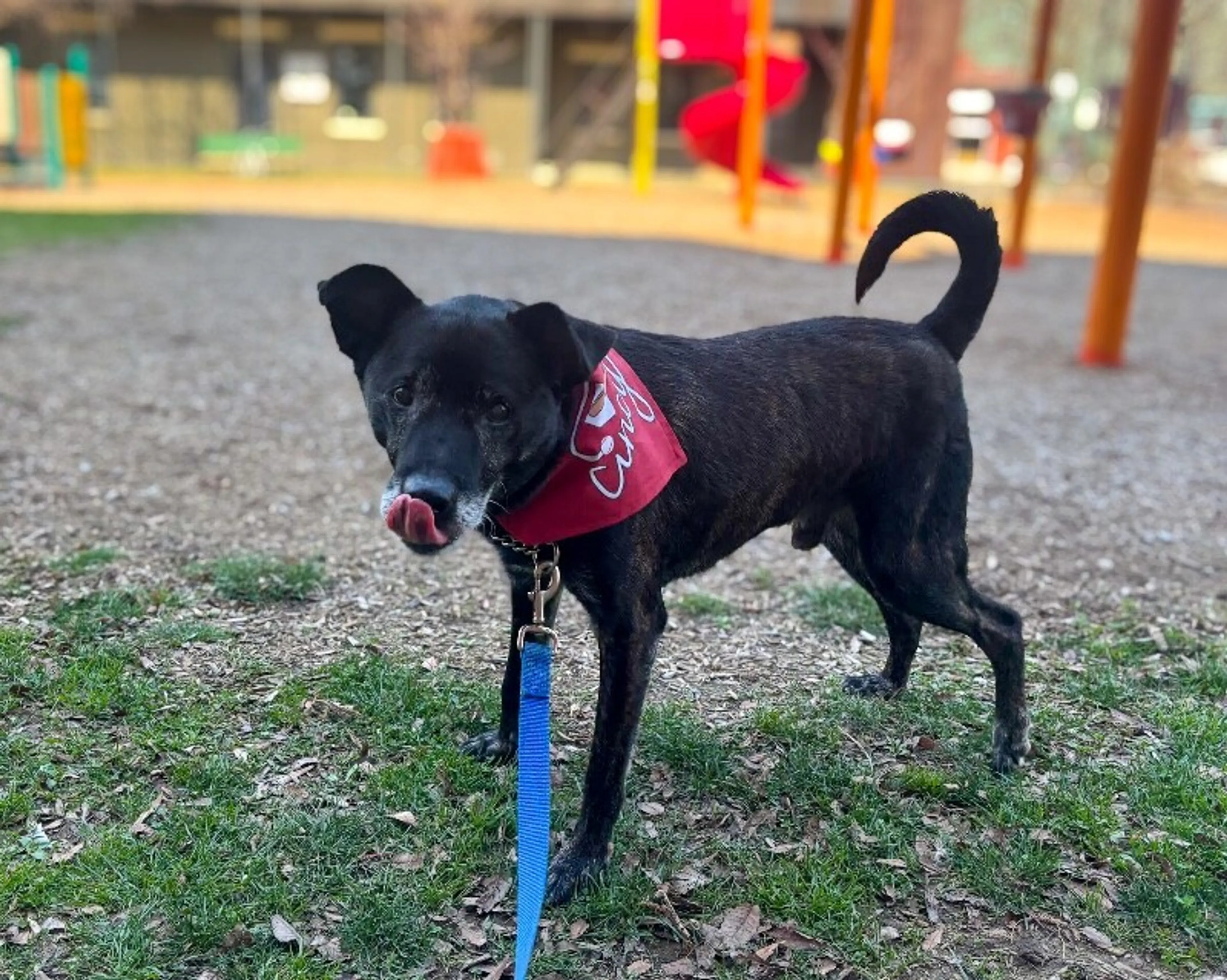 Found pet-6