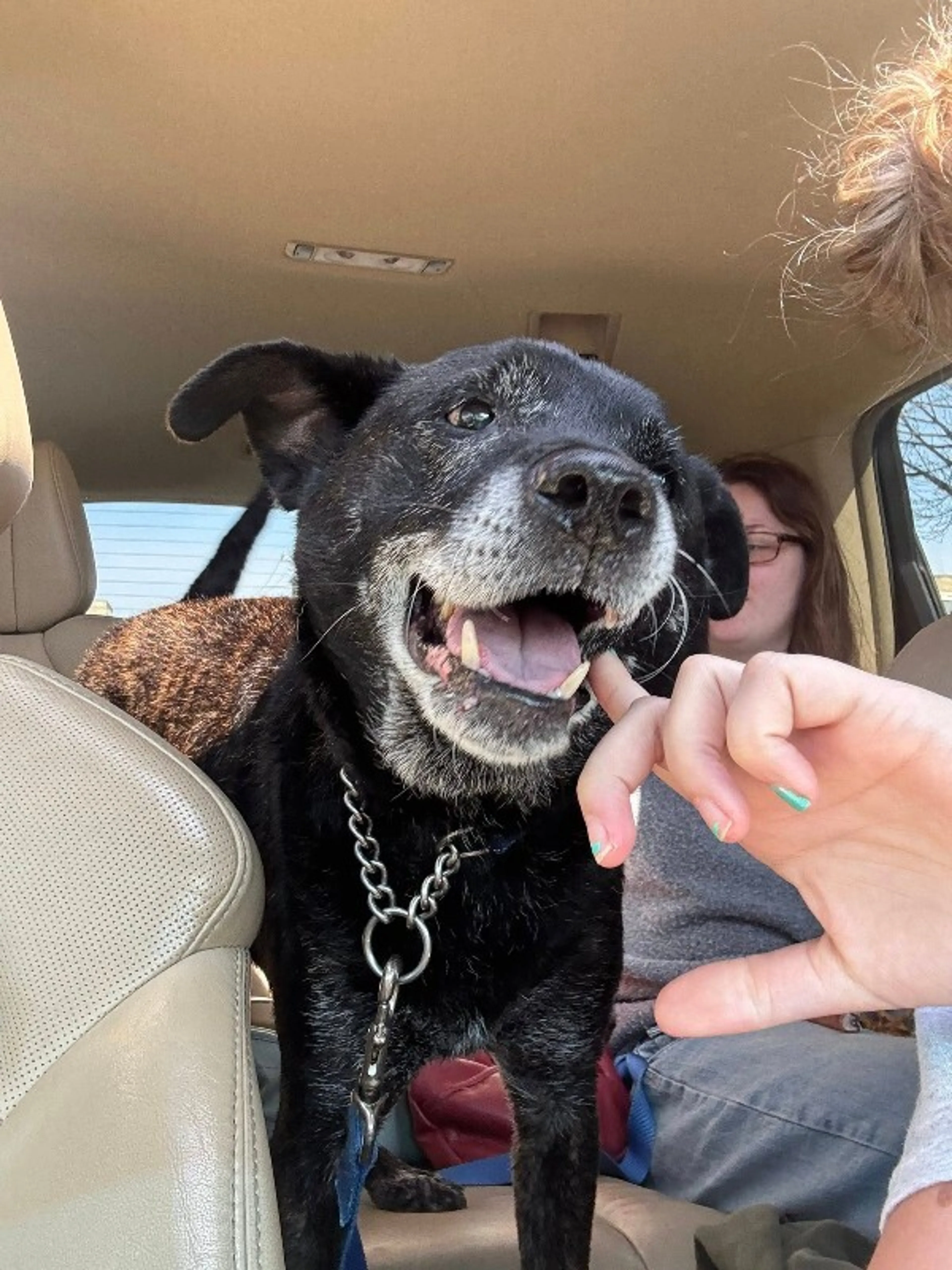 Found pet-0