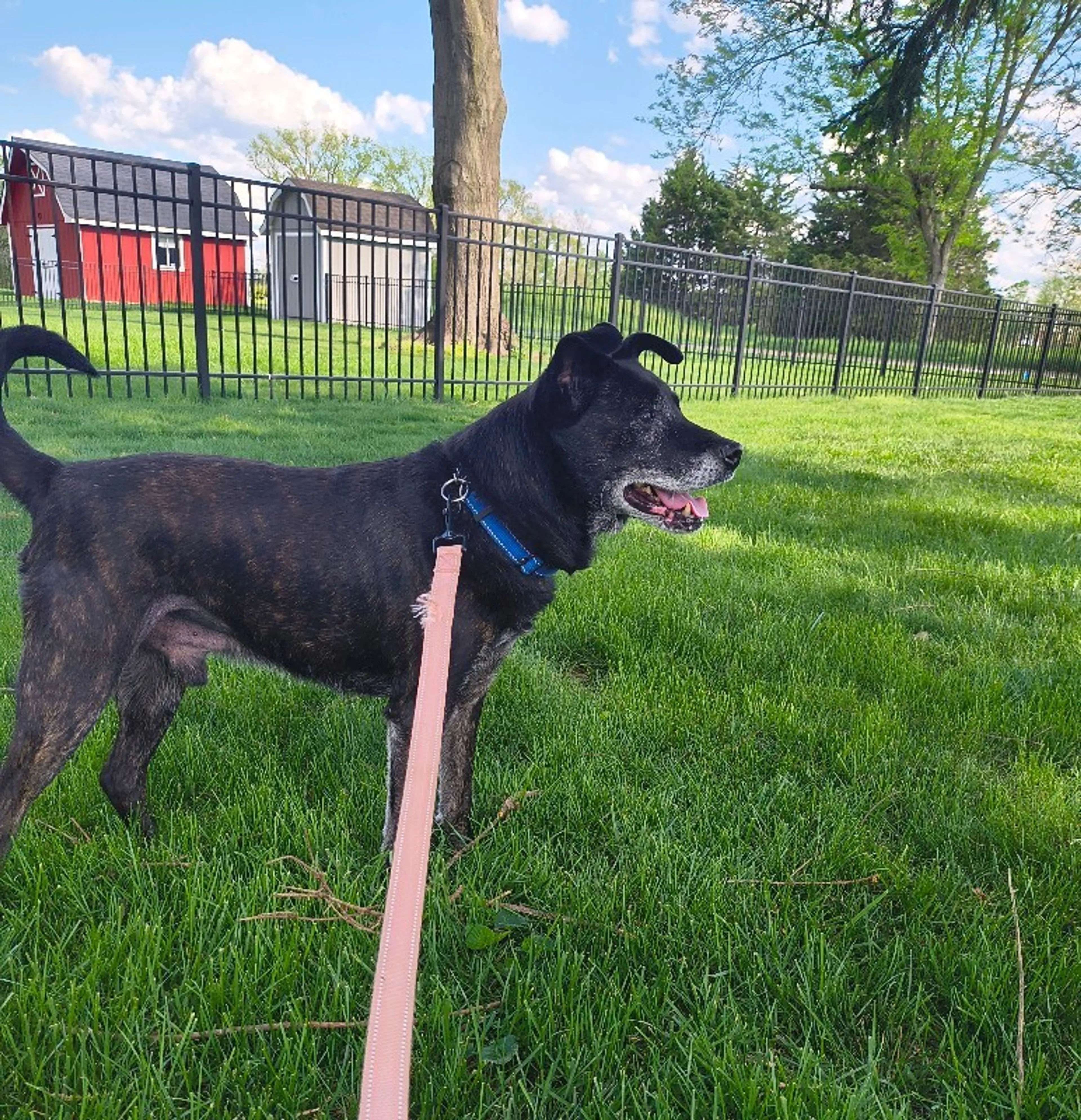 Found pet-1