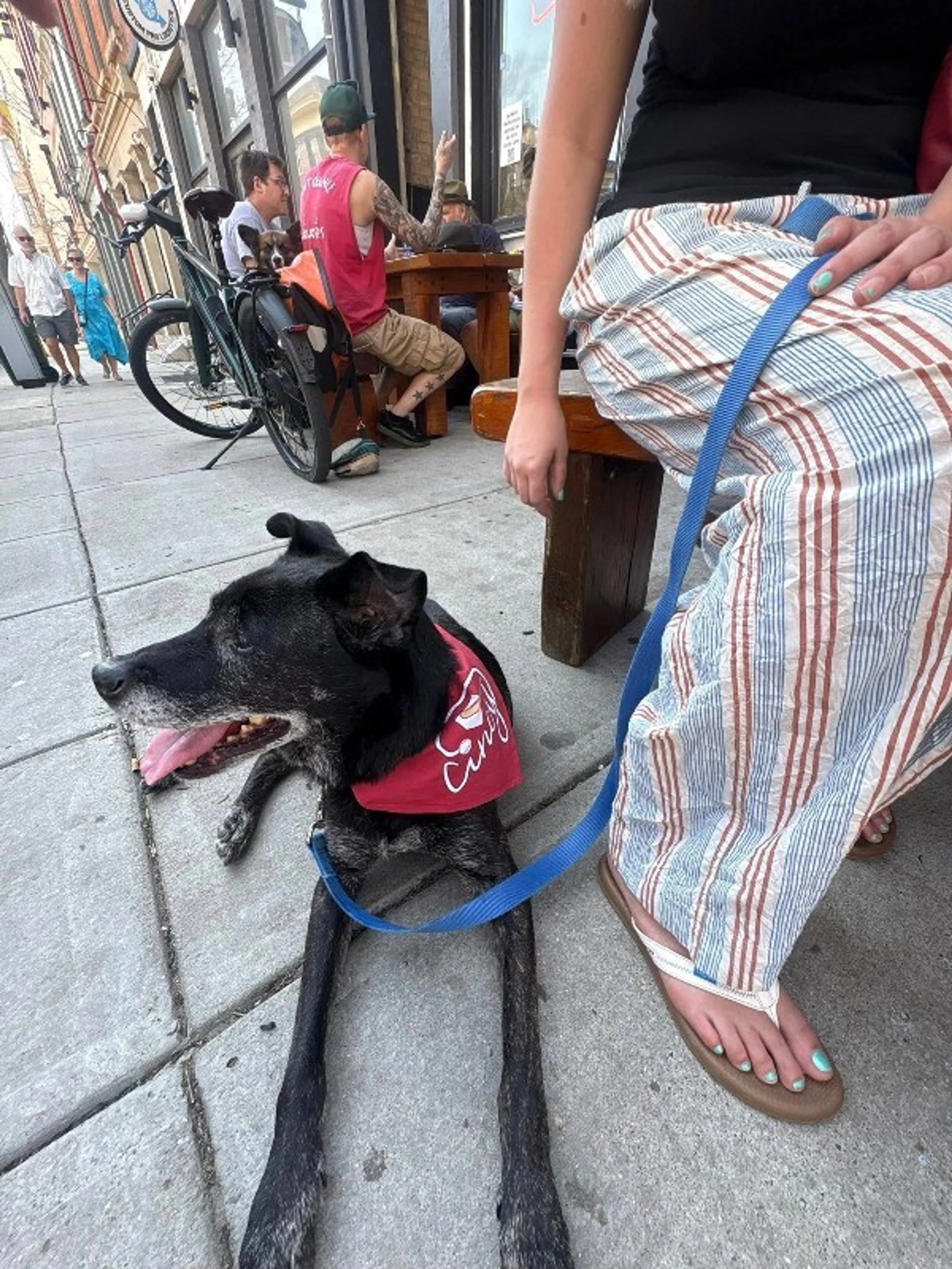 Found pet-3