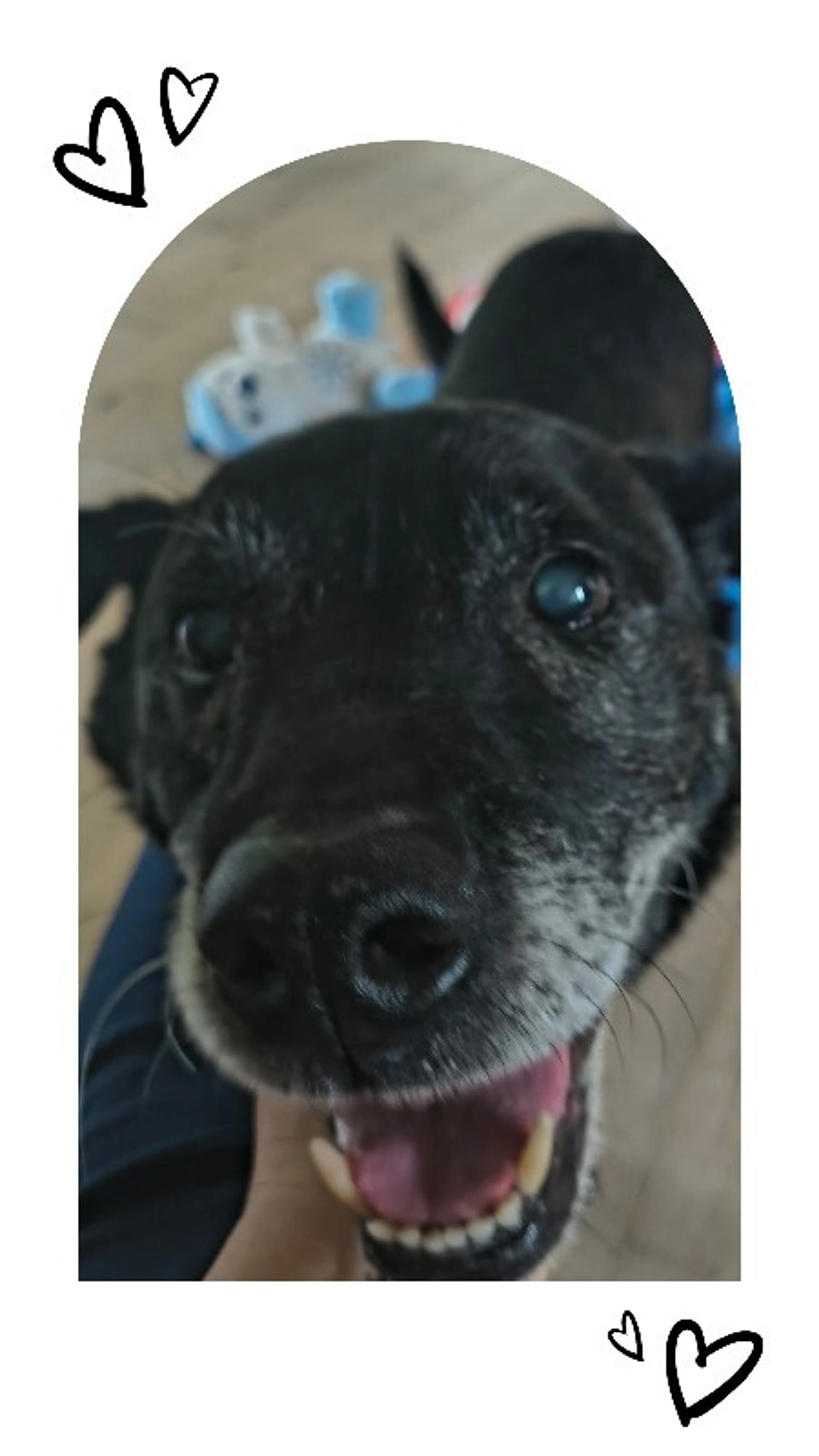 Found pet-9