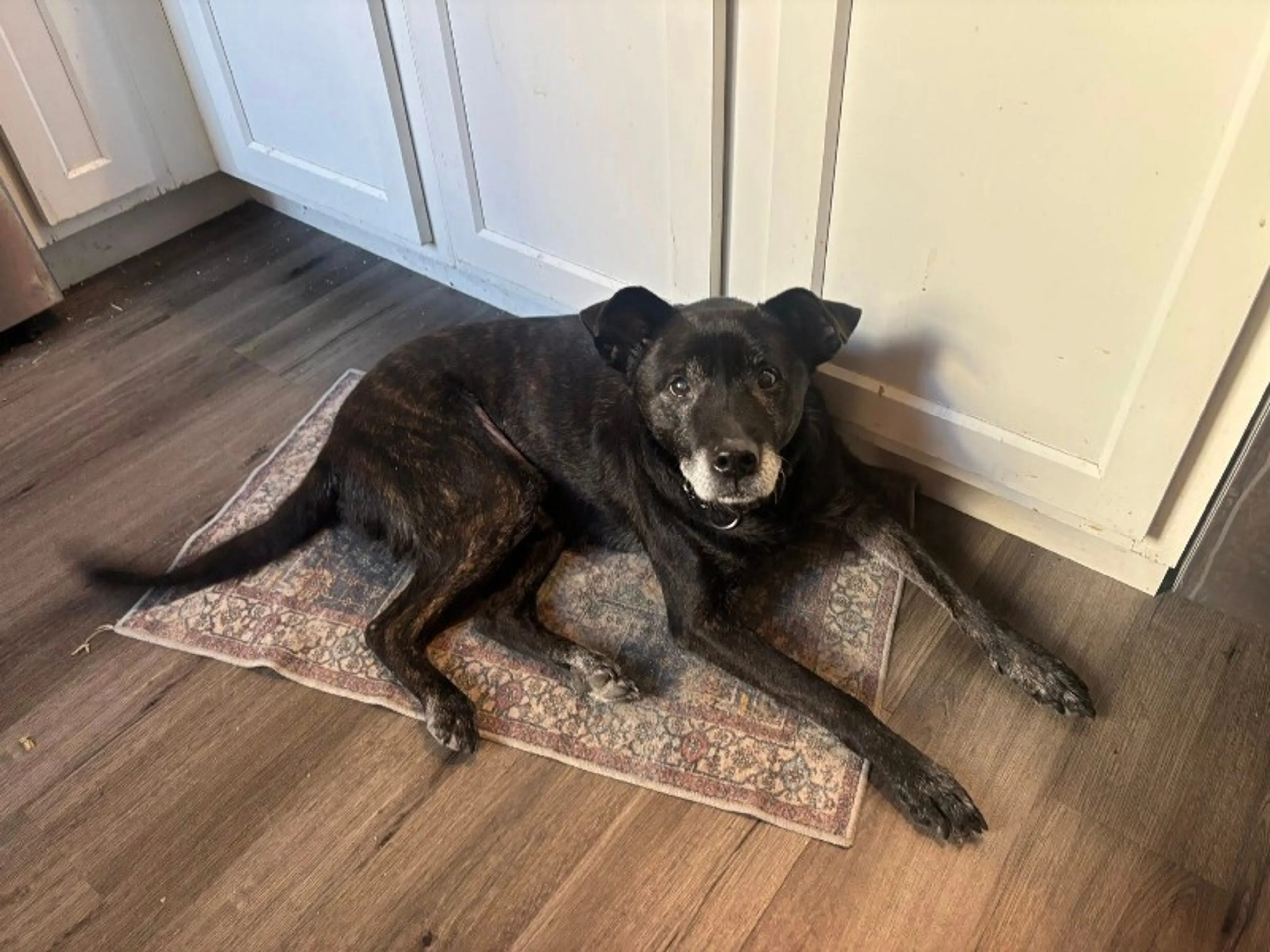 Found pet-2
