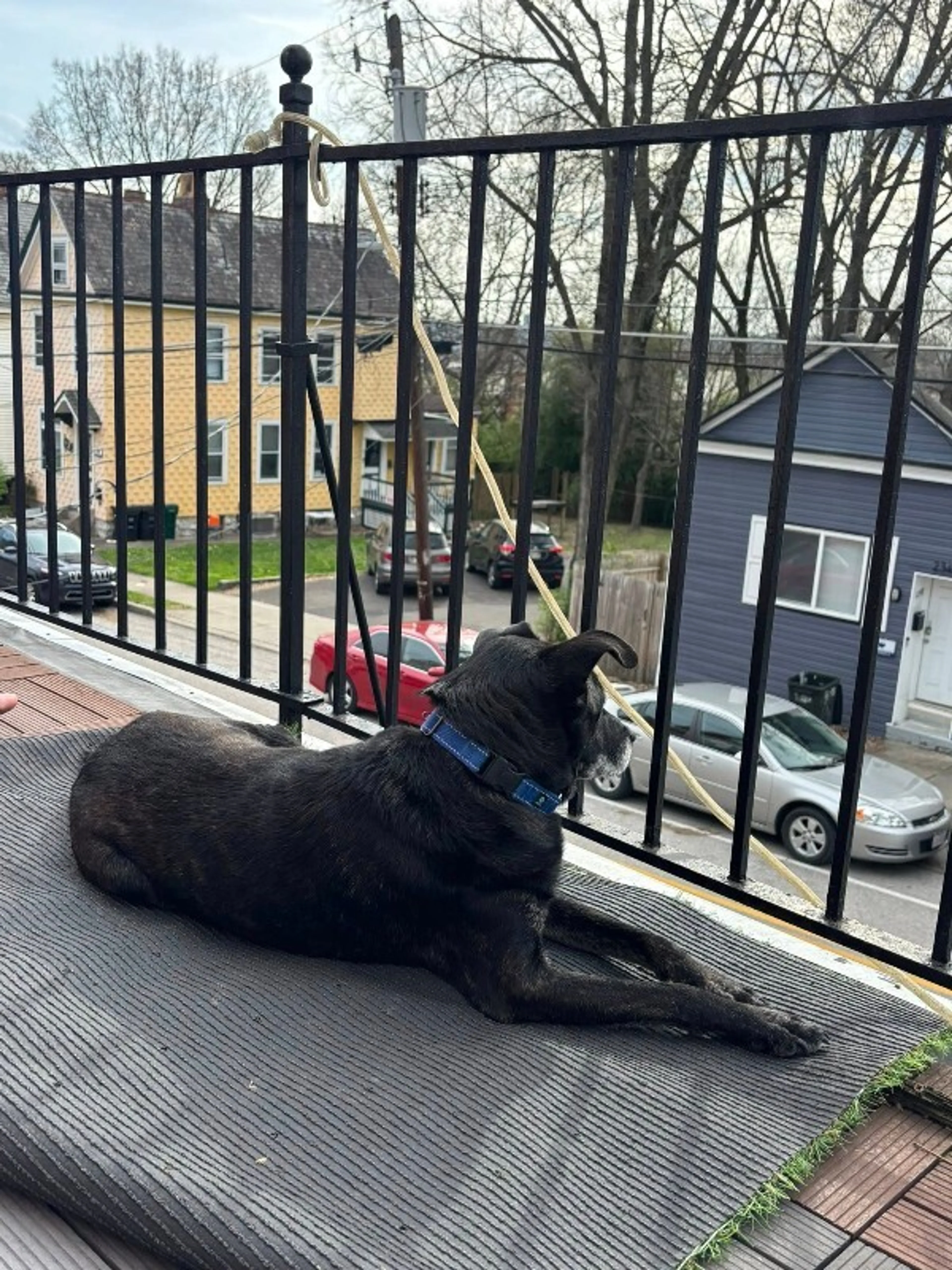 Found pet-4