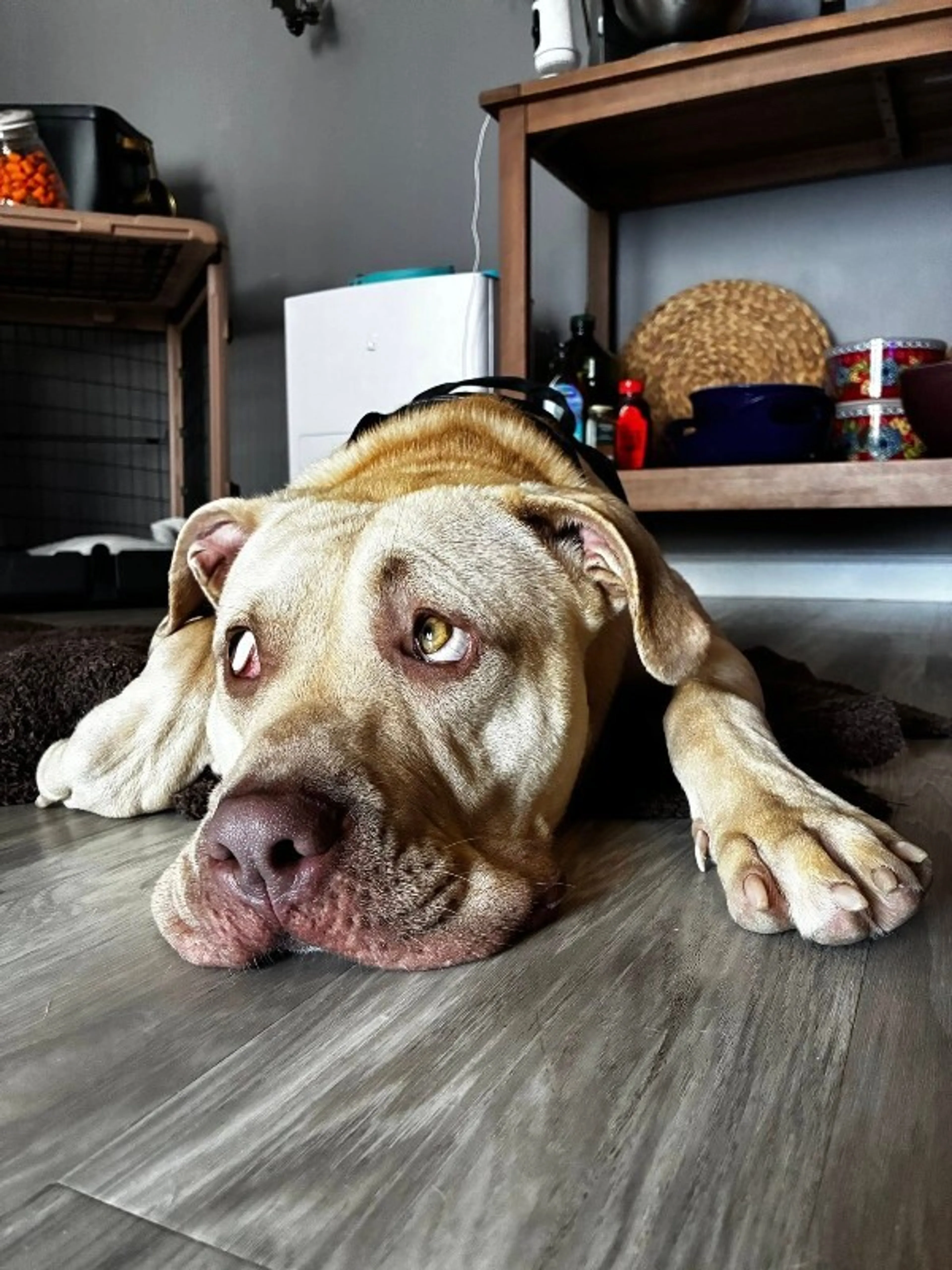 Found pet-3