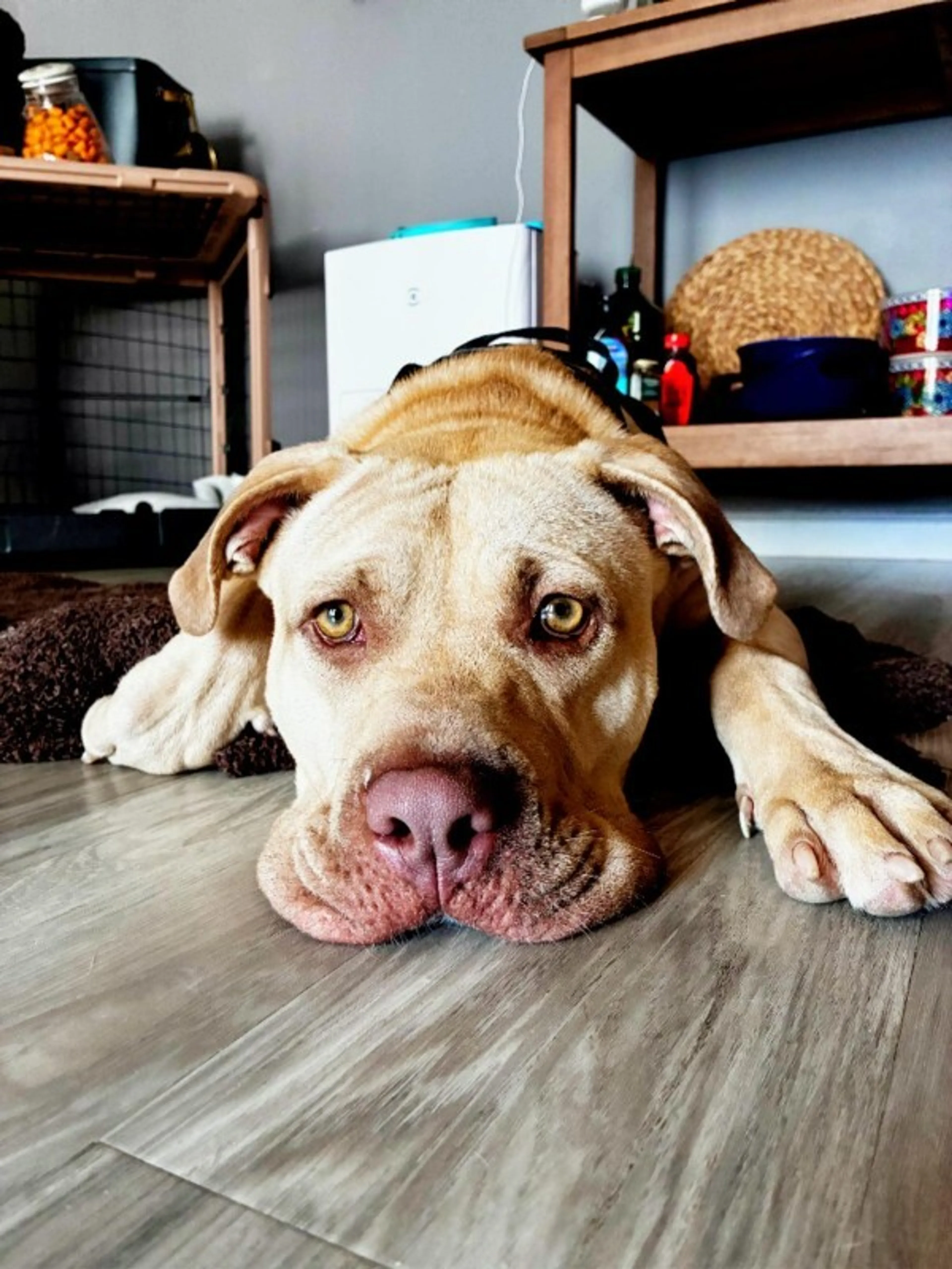 Found pet-1