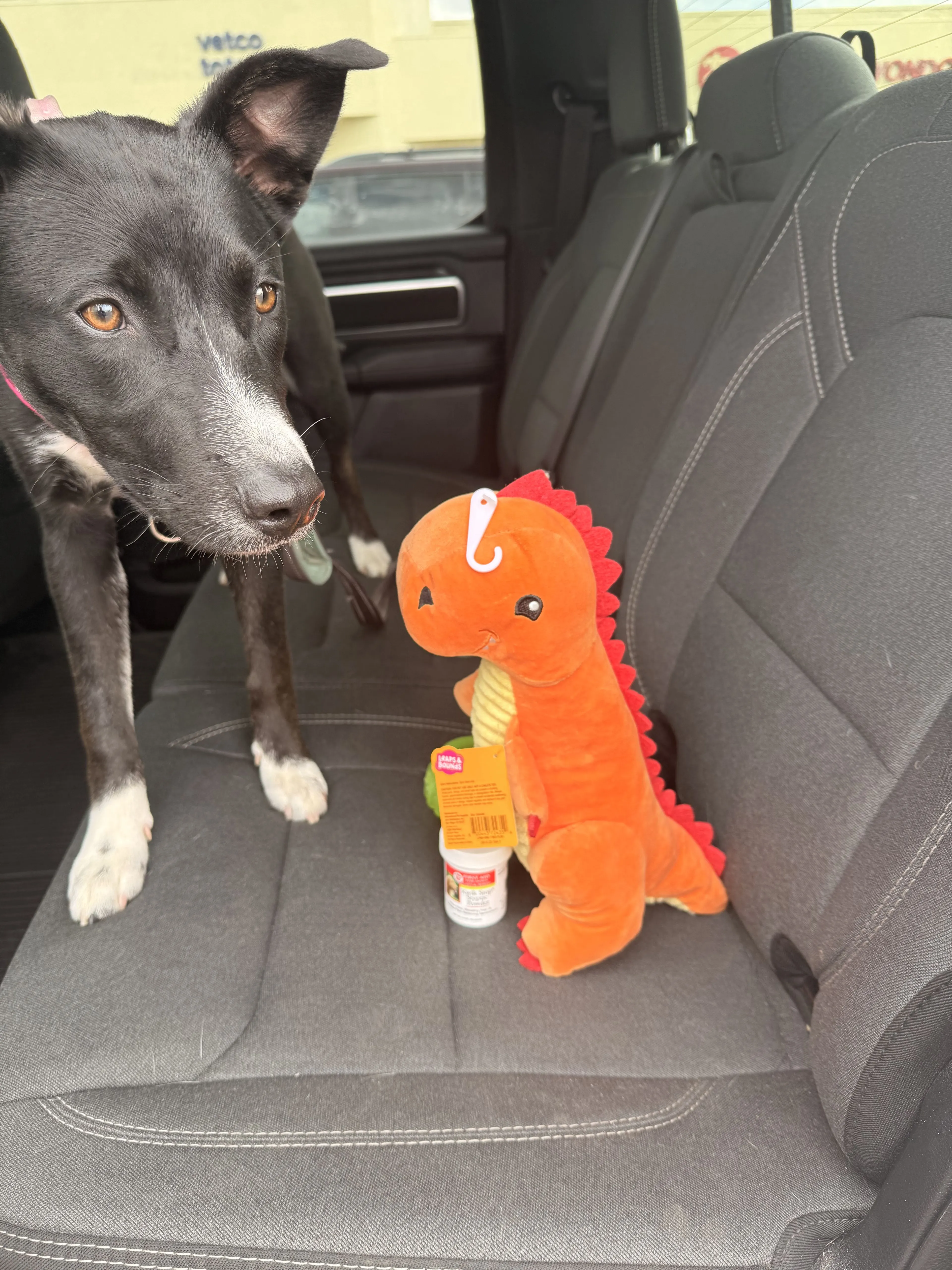 Lost pet-0