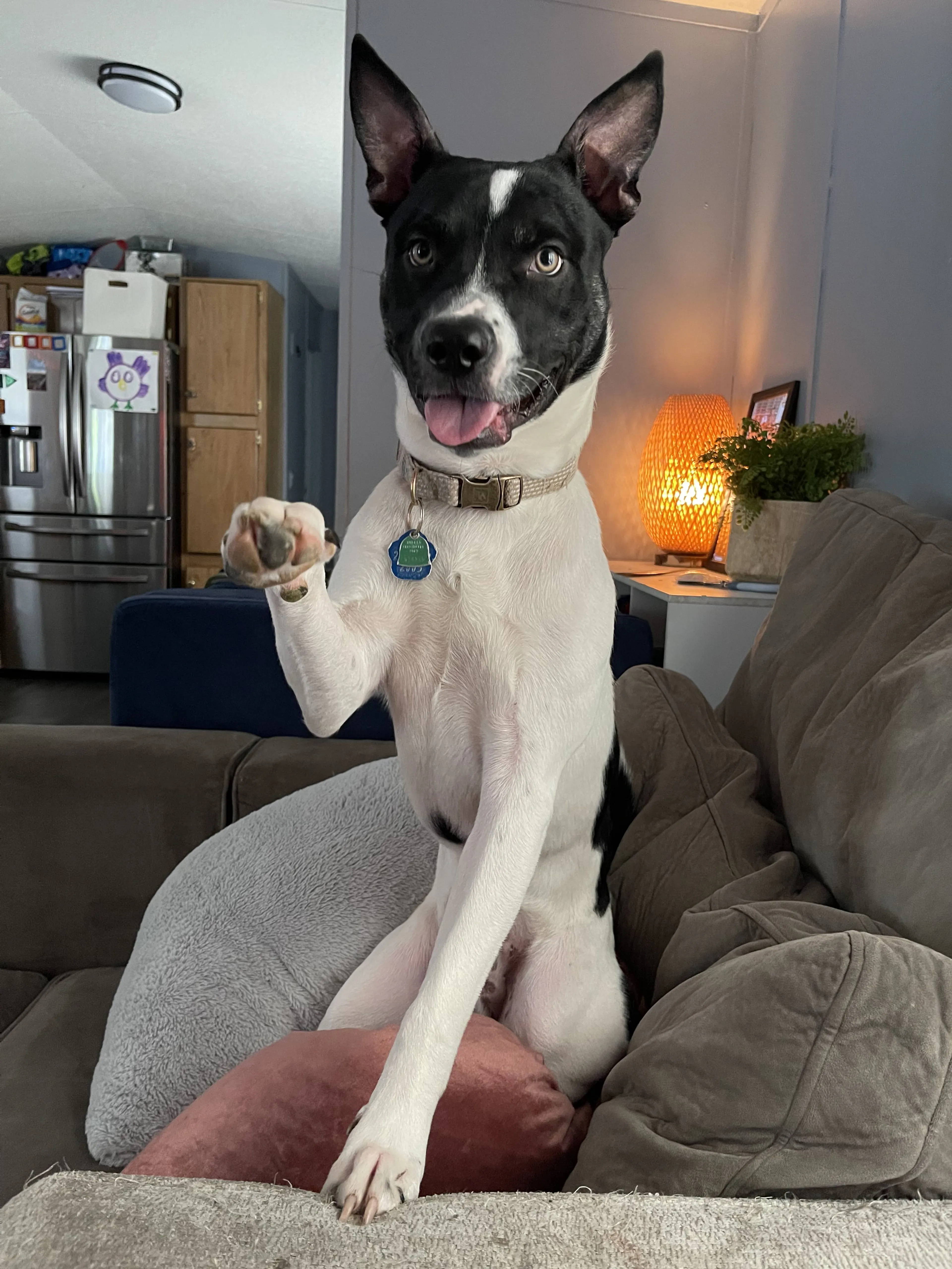 Lost pet