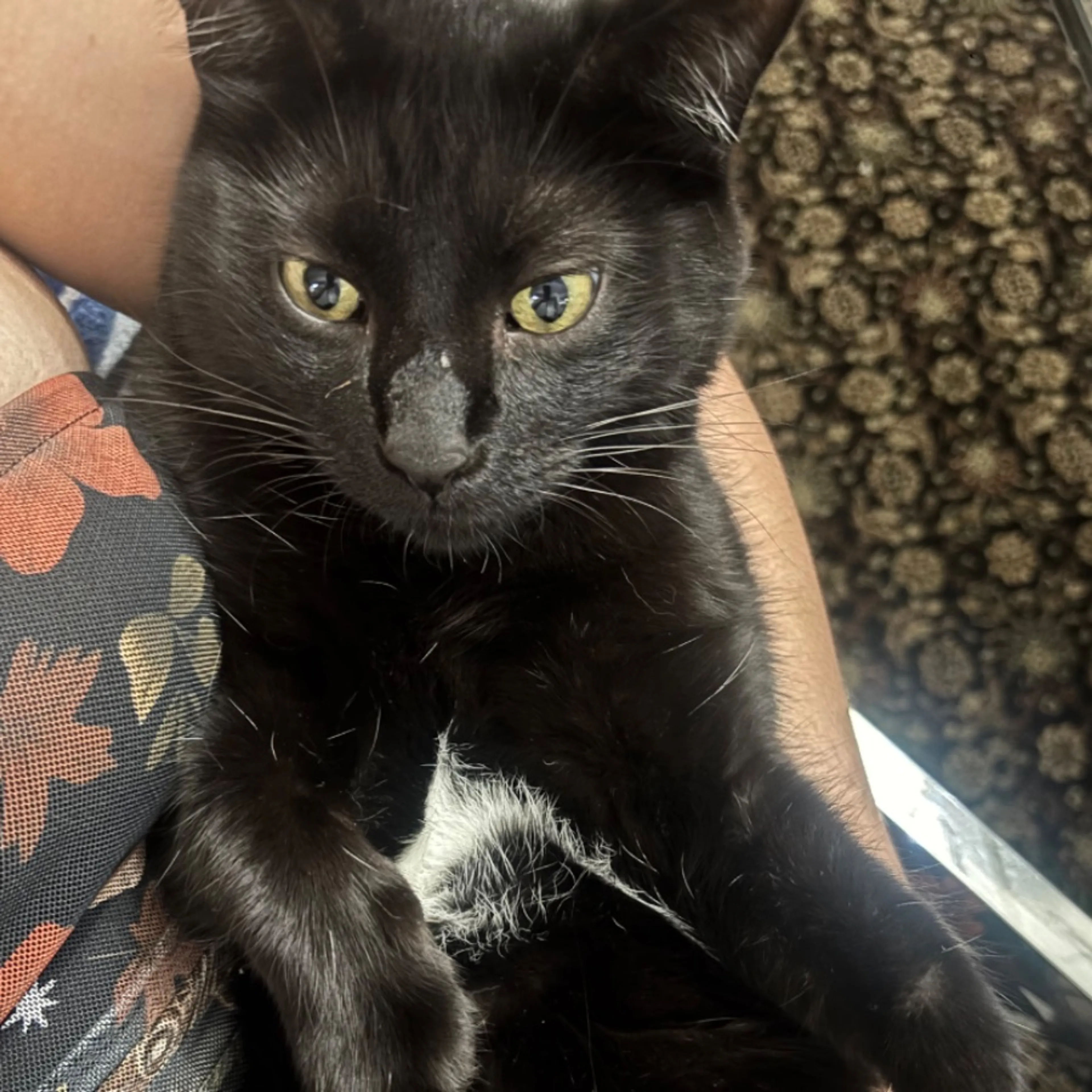 Lost pet