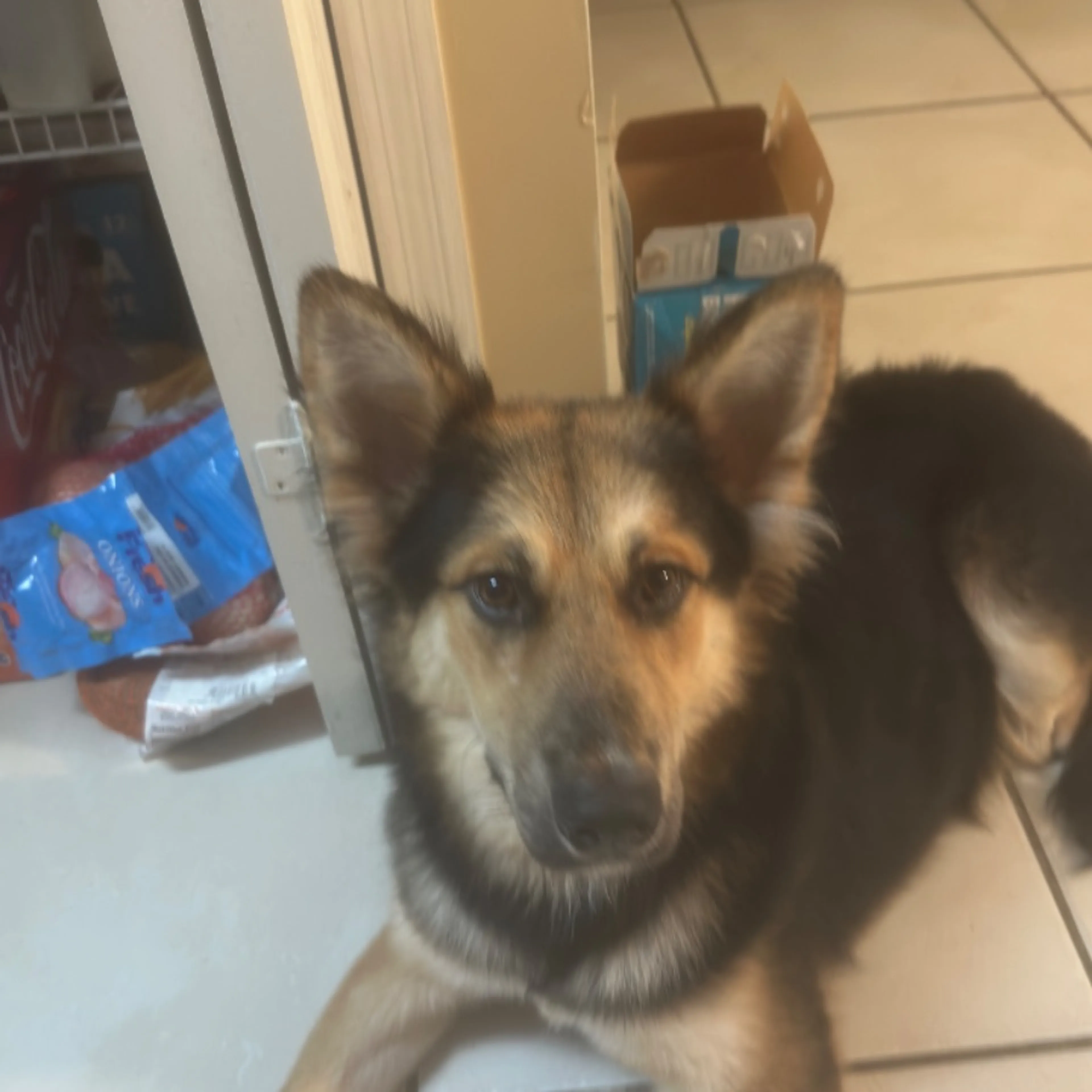 Found pet