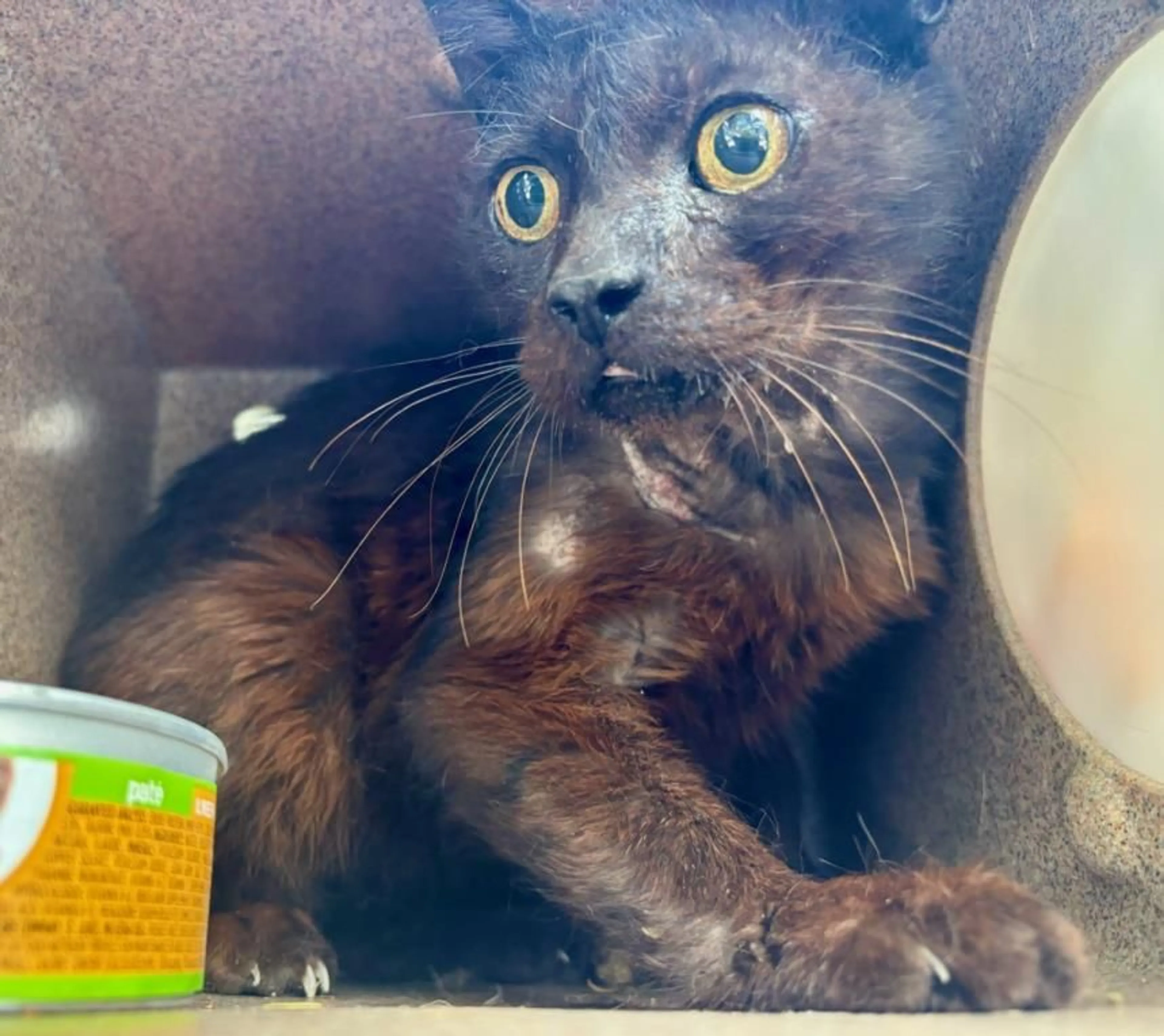 Found pet