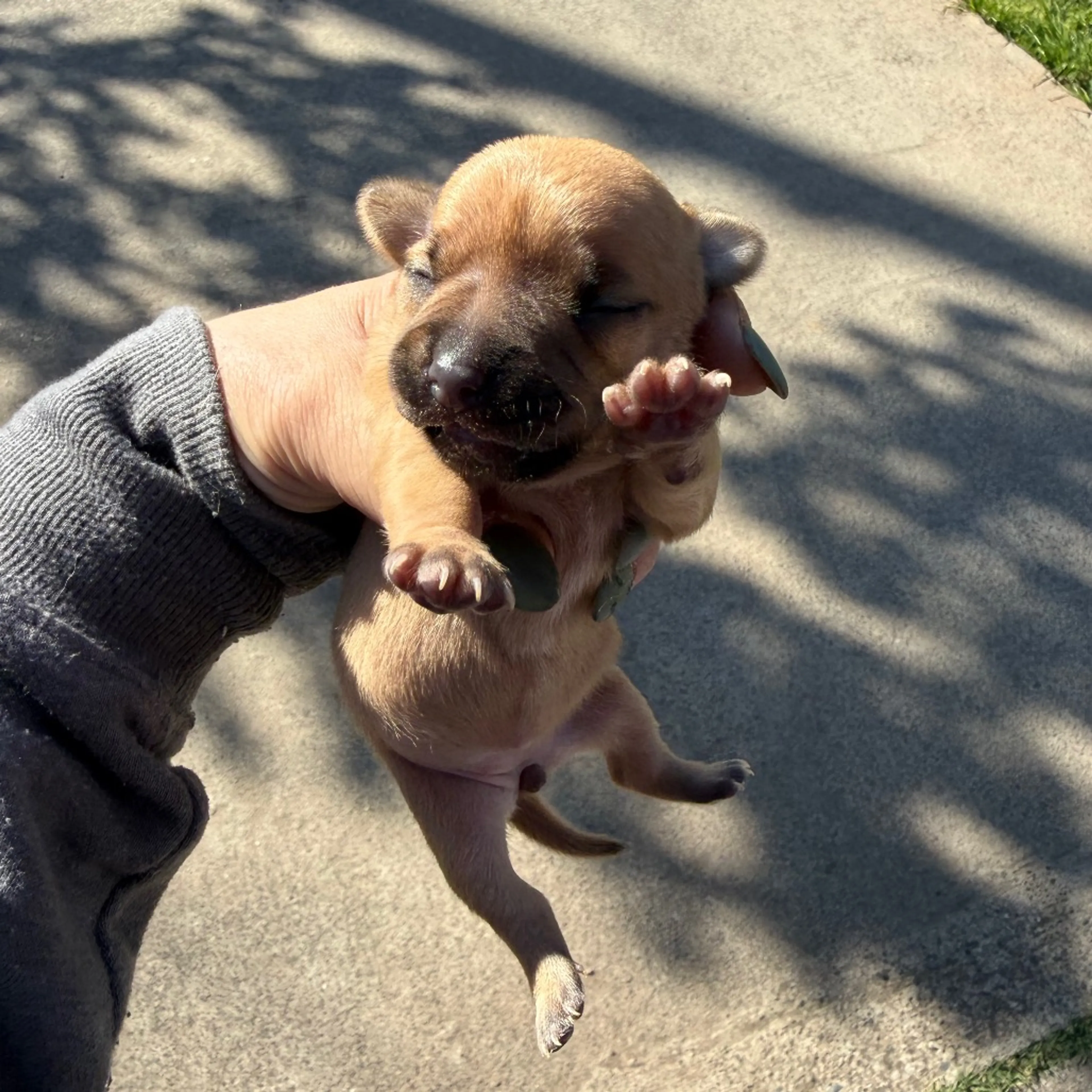 Found pet-1