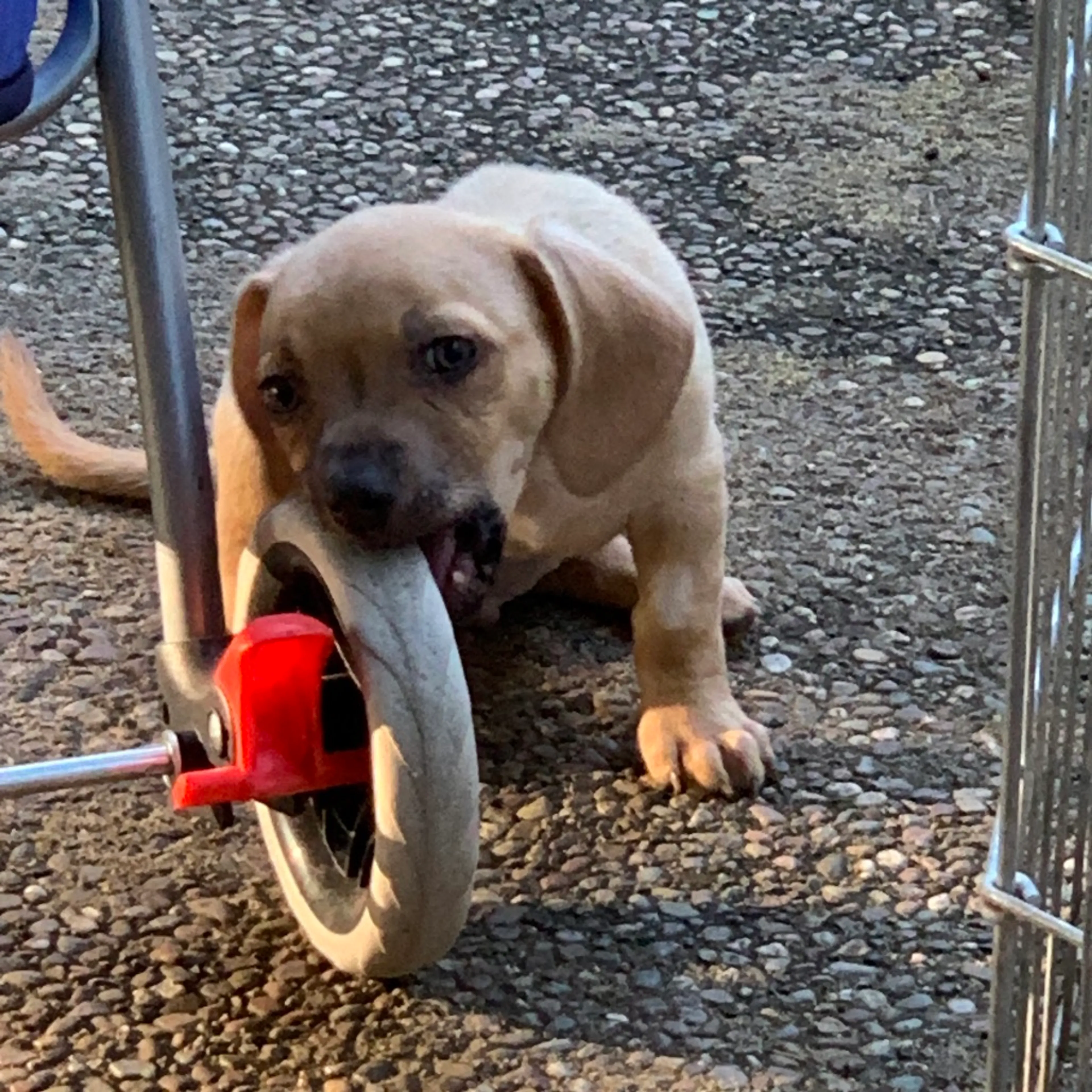 Found pet-0