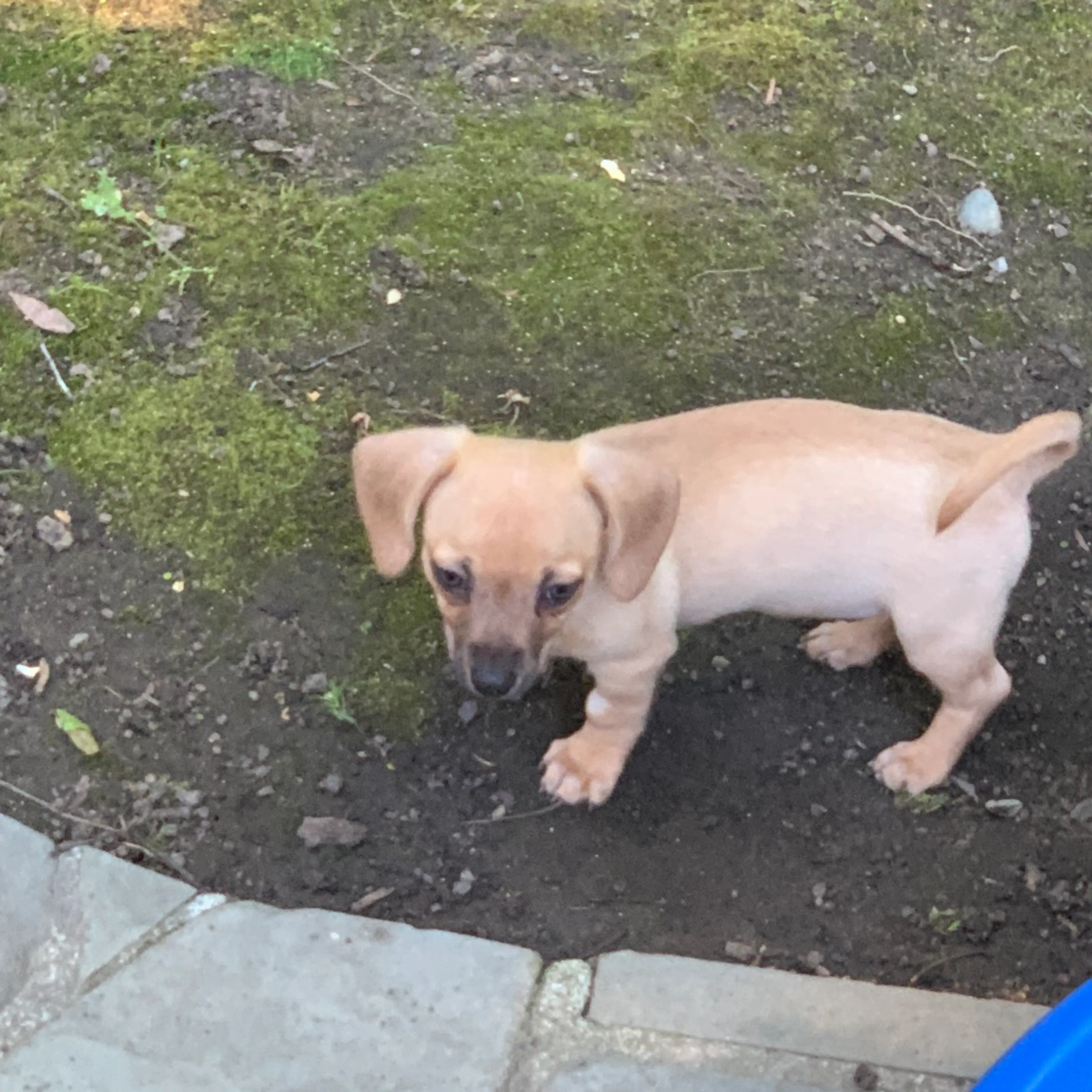 Found pet-1