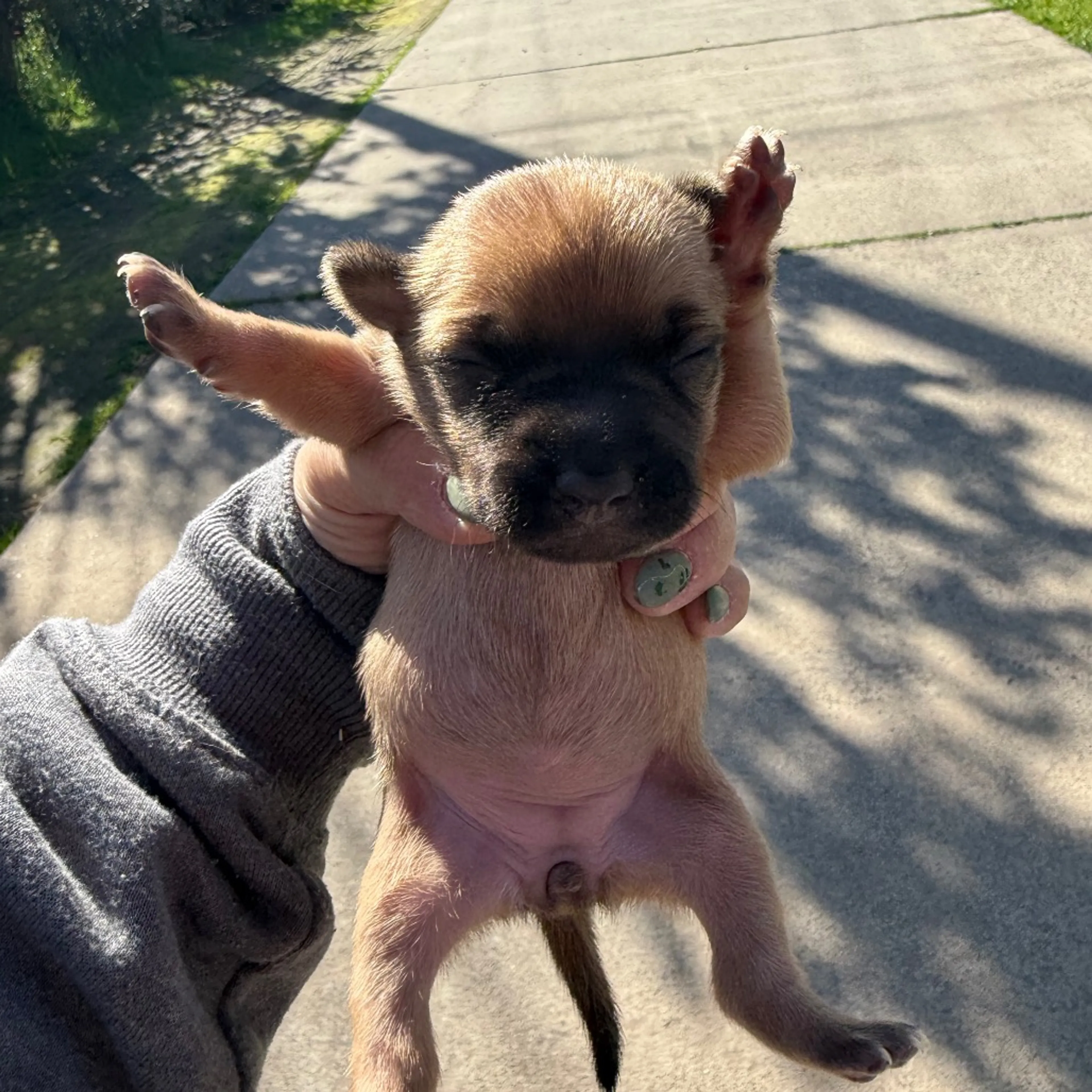 Found pet-1