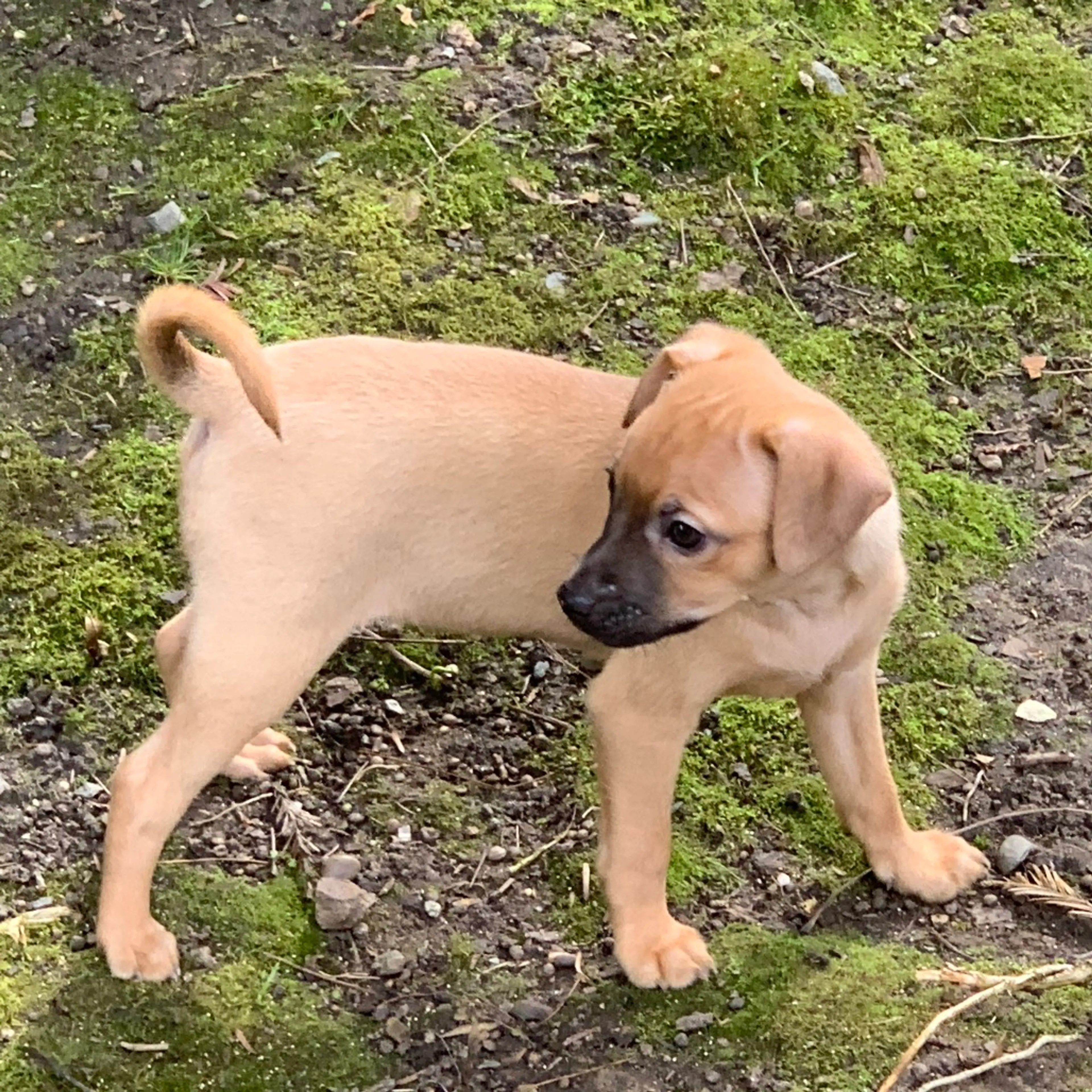 Found pet-2