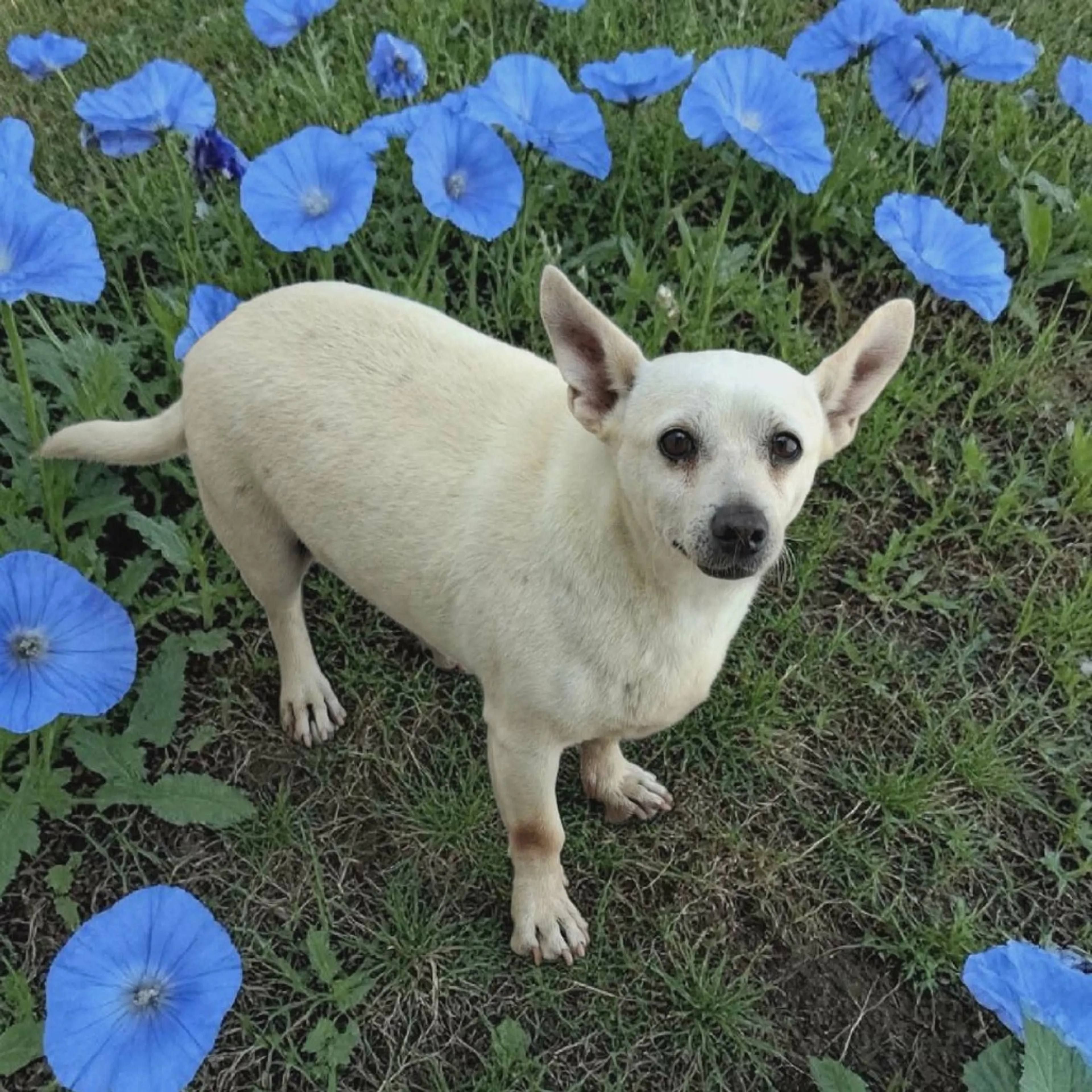 Found pet-2