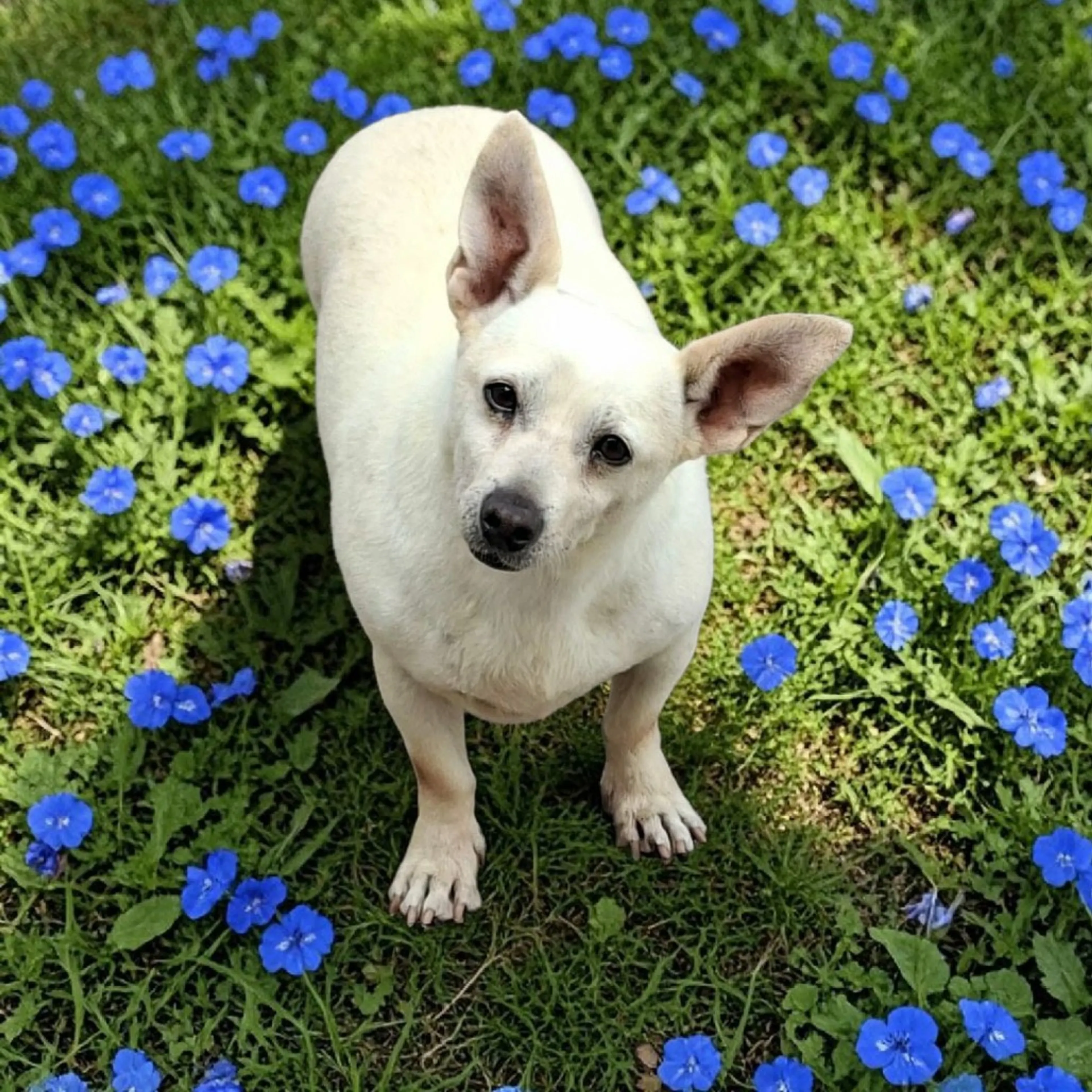 Found pet-1