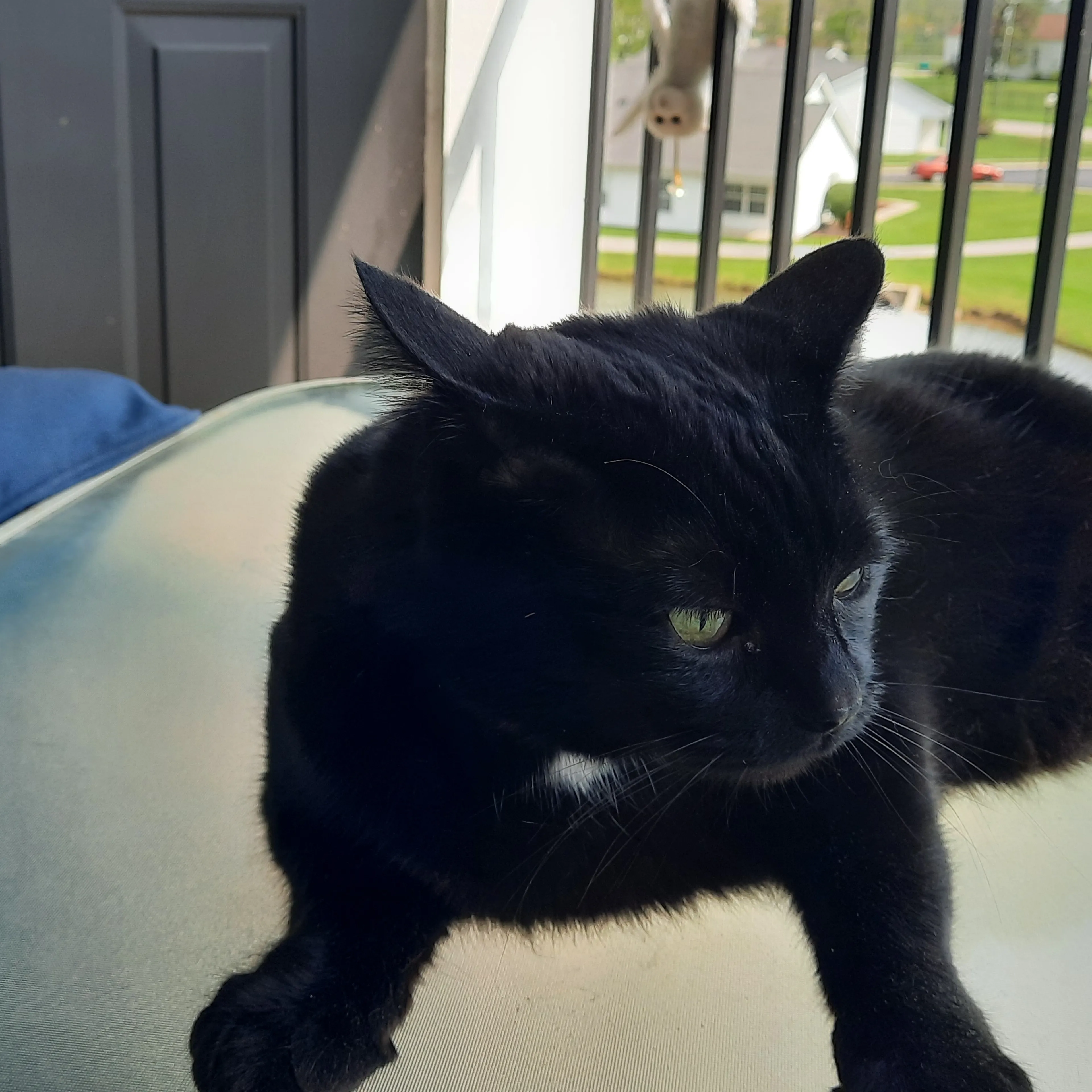 Lost pet-1