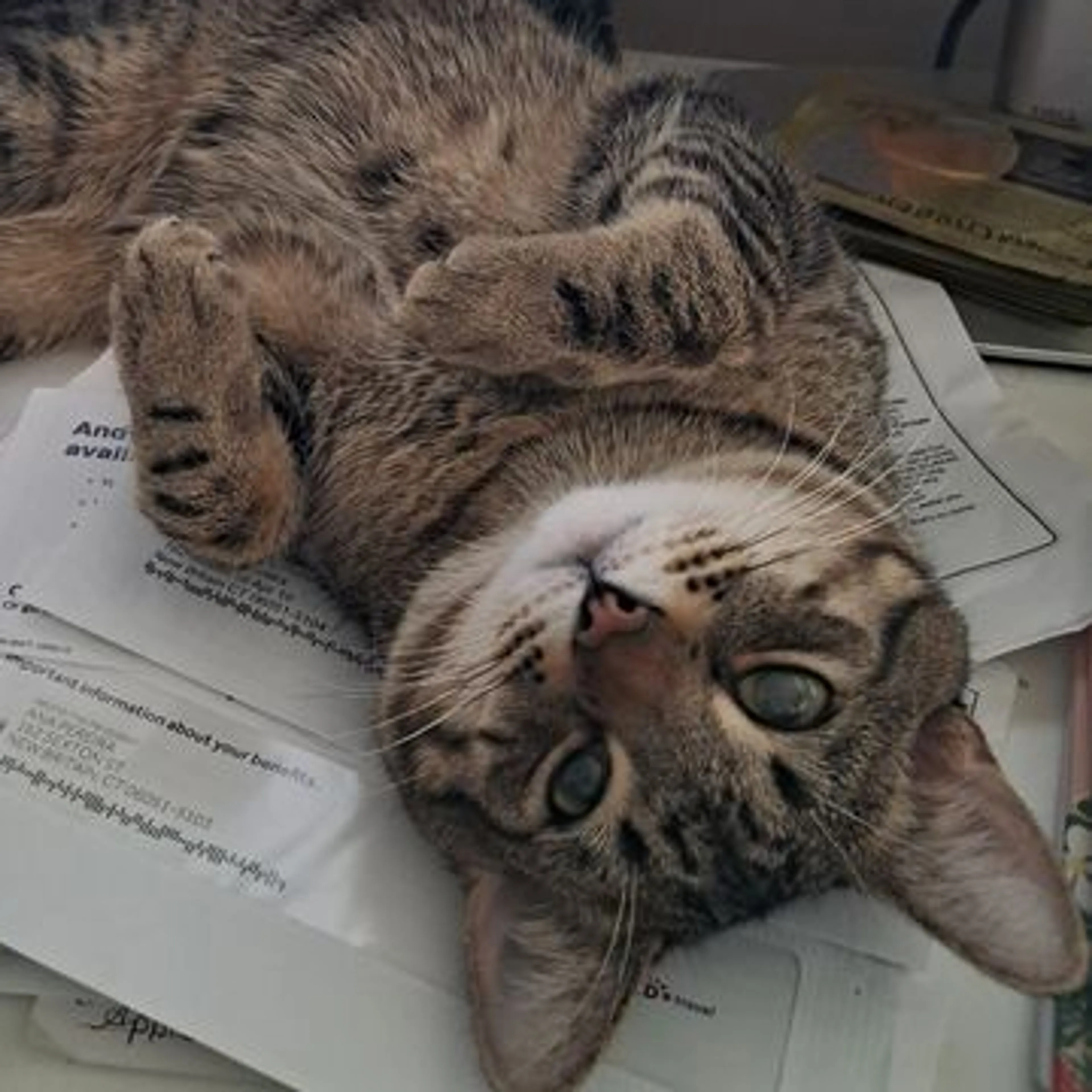 Lost pet-1