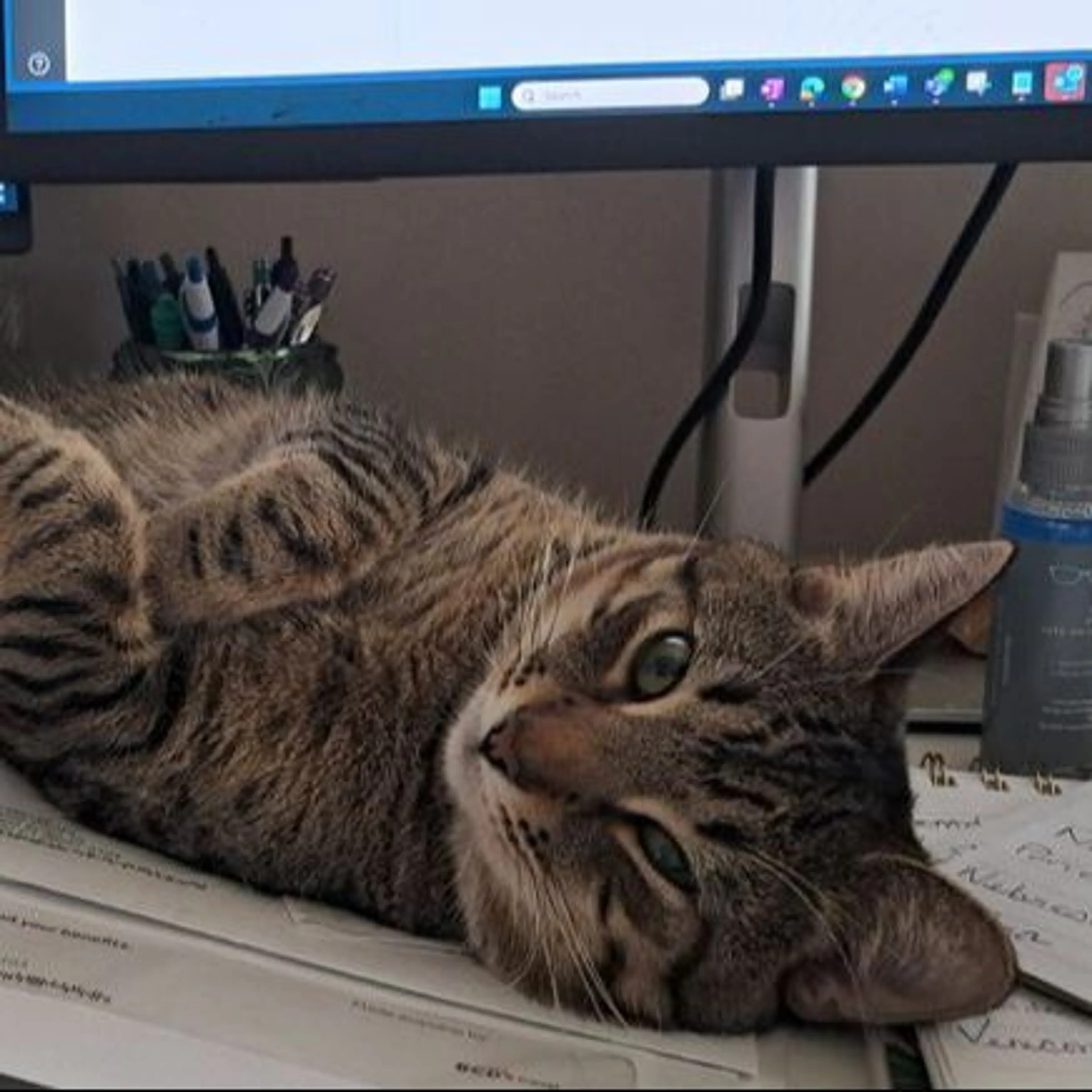 Lost pet-0
