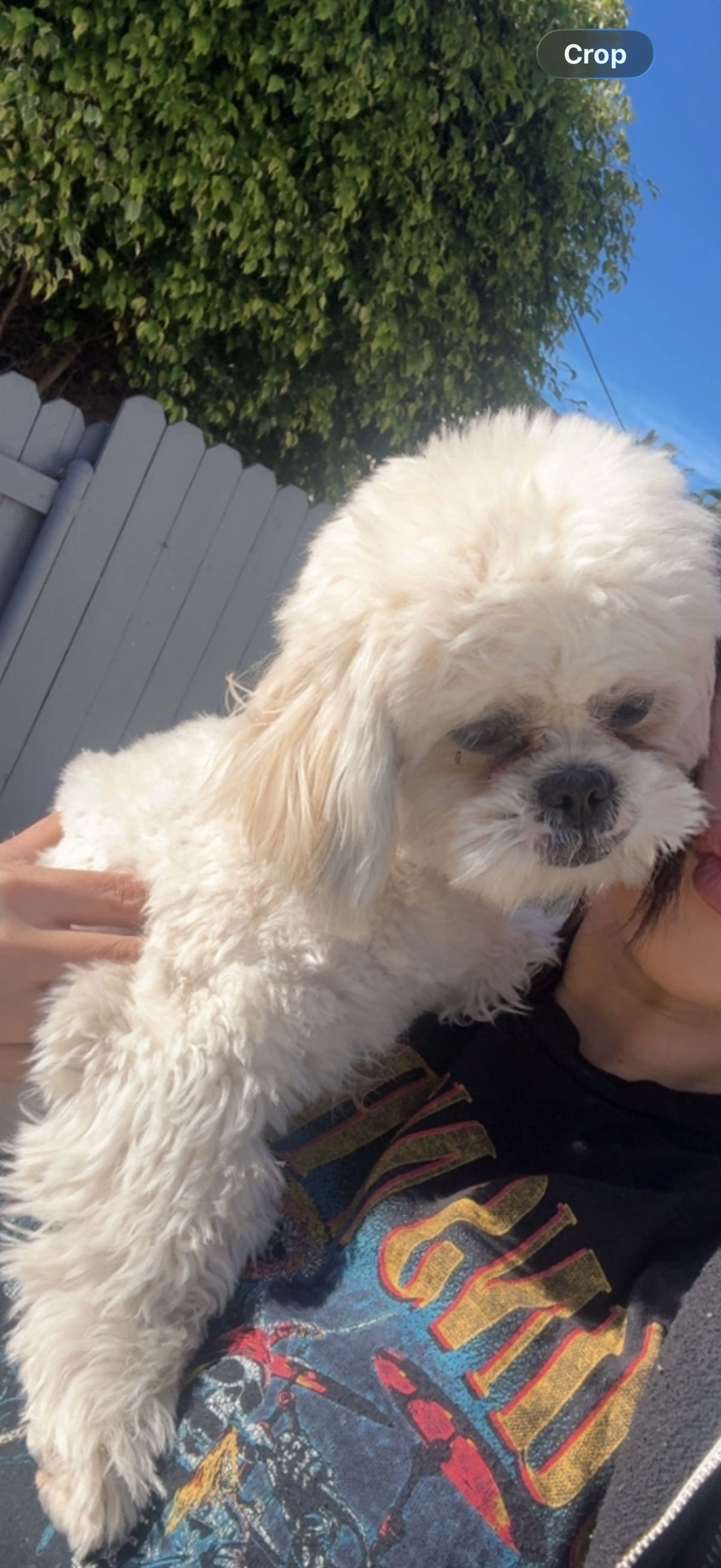 Lost pet-1