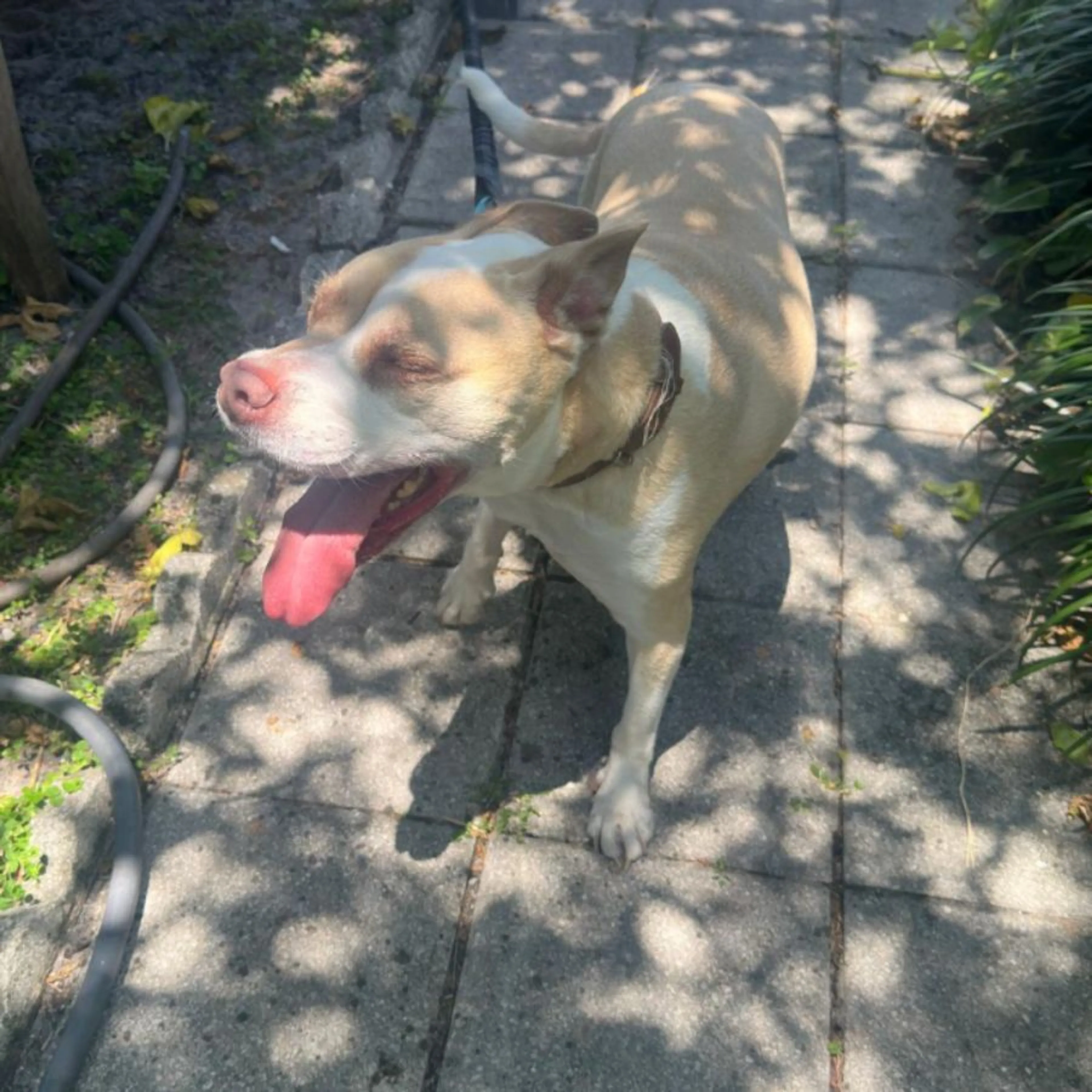 Found pet