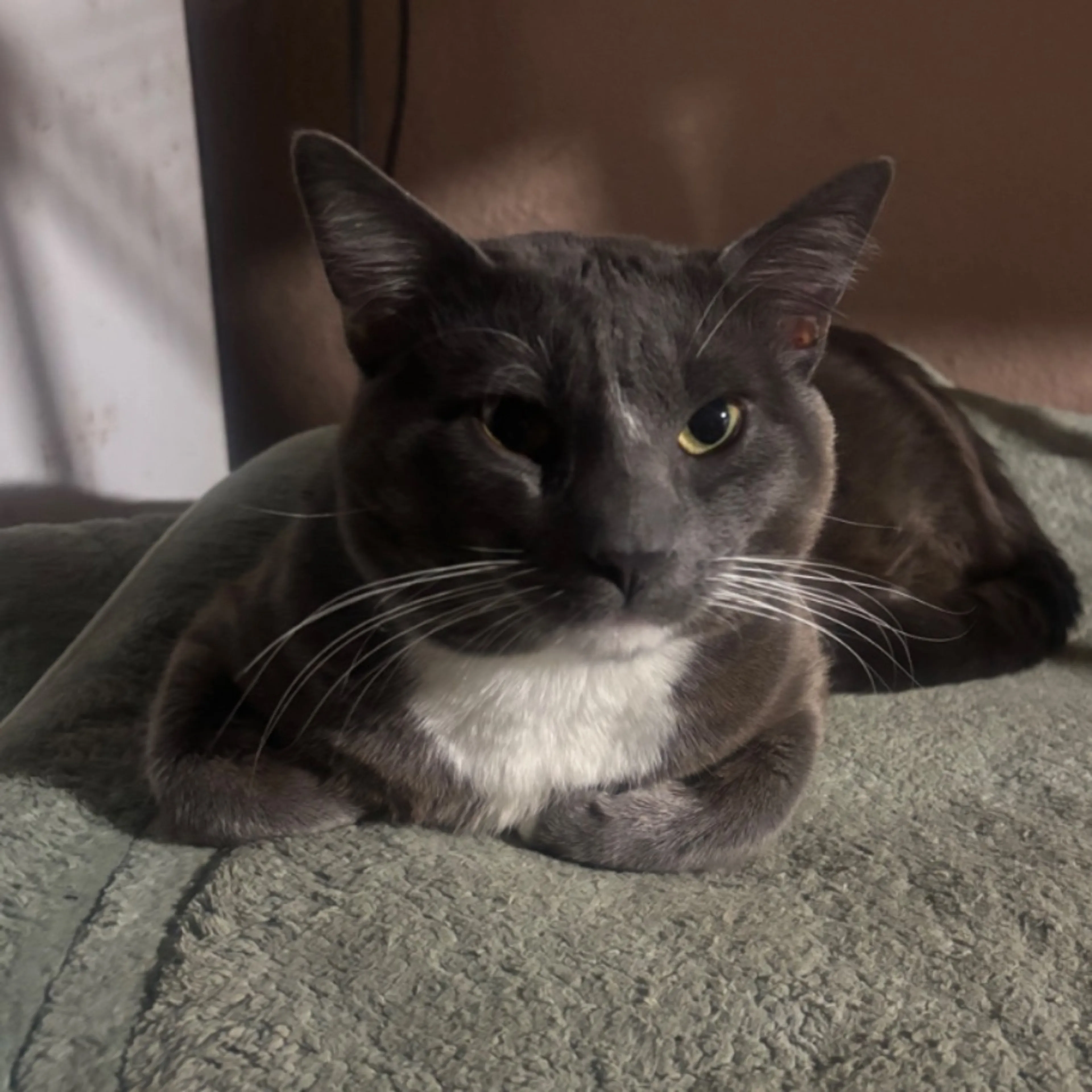 Lost pet